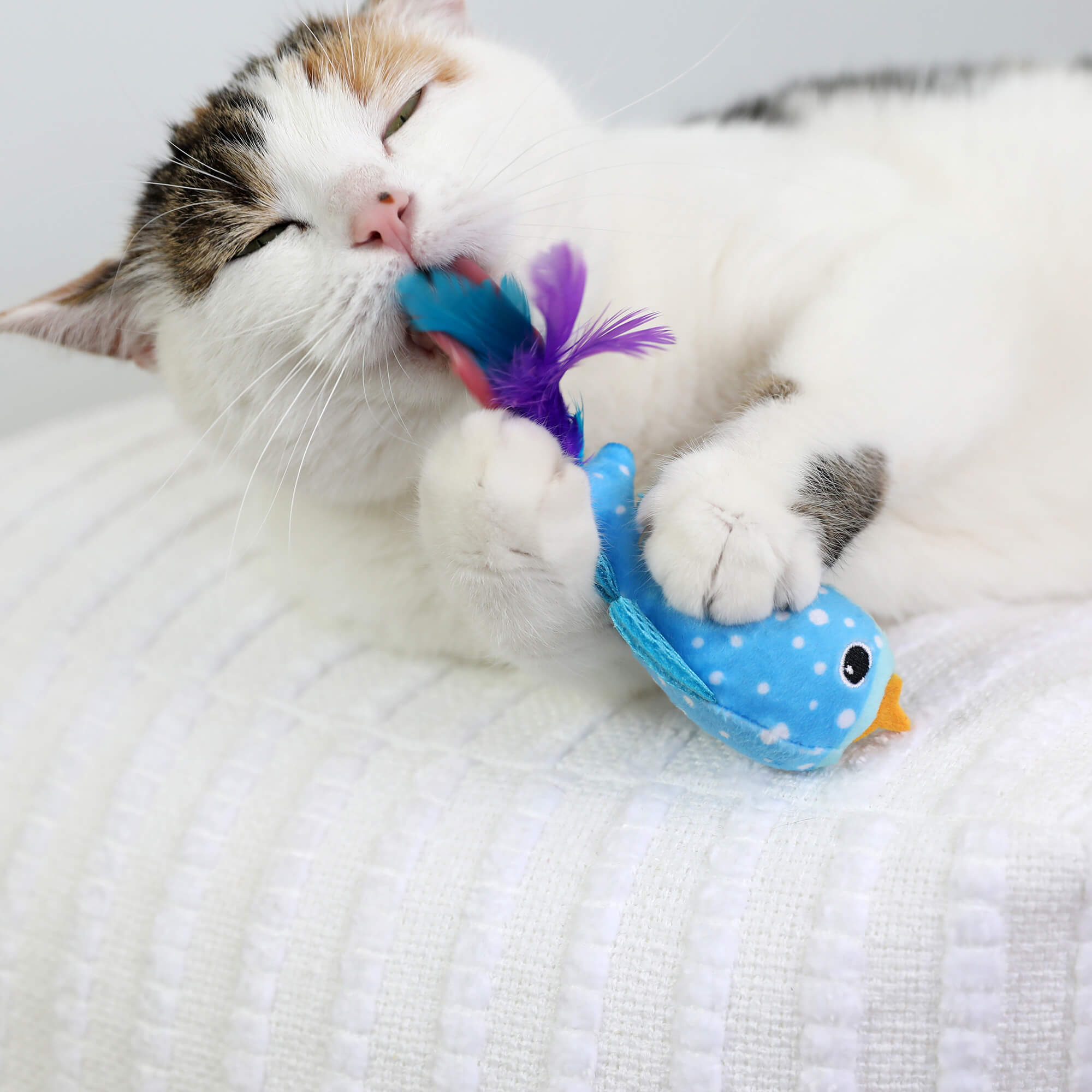 White and brown cat chewing the feather tail of the Quirky Kitty Whale Shark Chomper on a bed