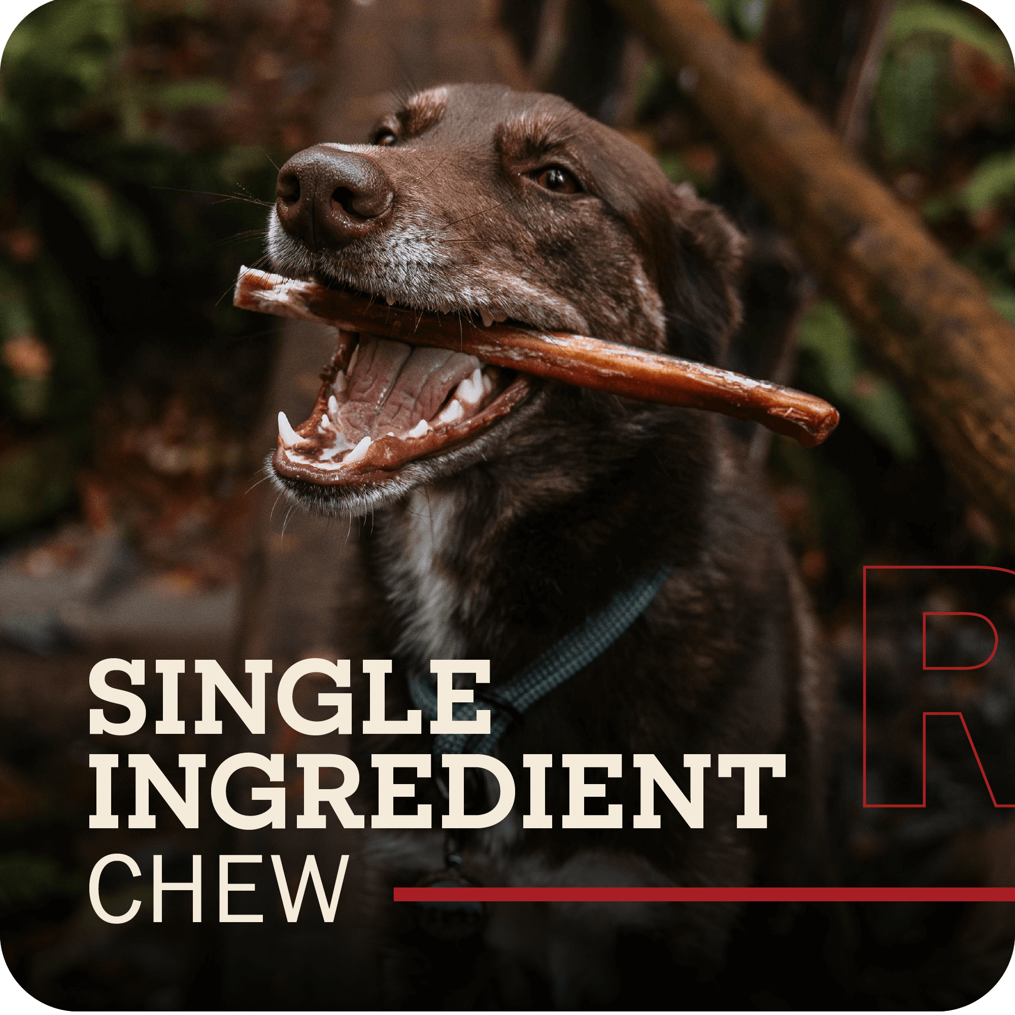 Redbarn Braided Bully Stick bully collection feature panel