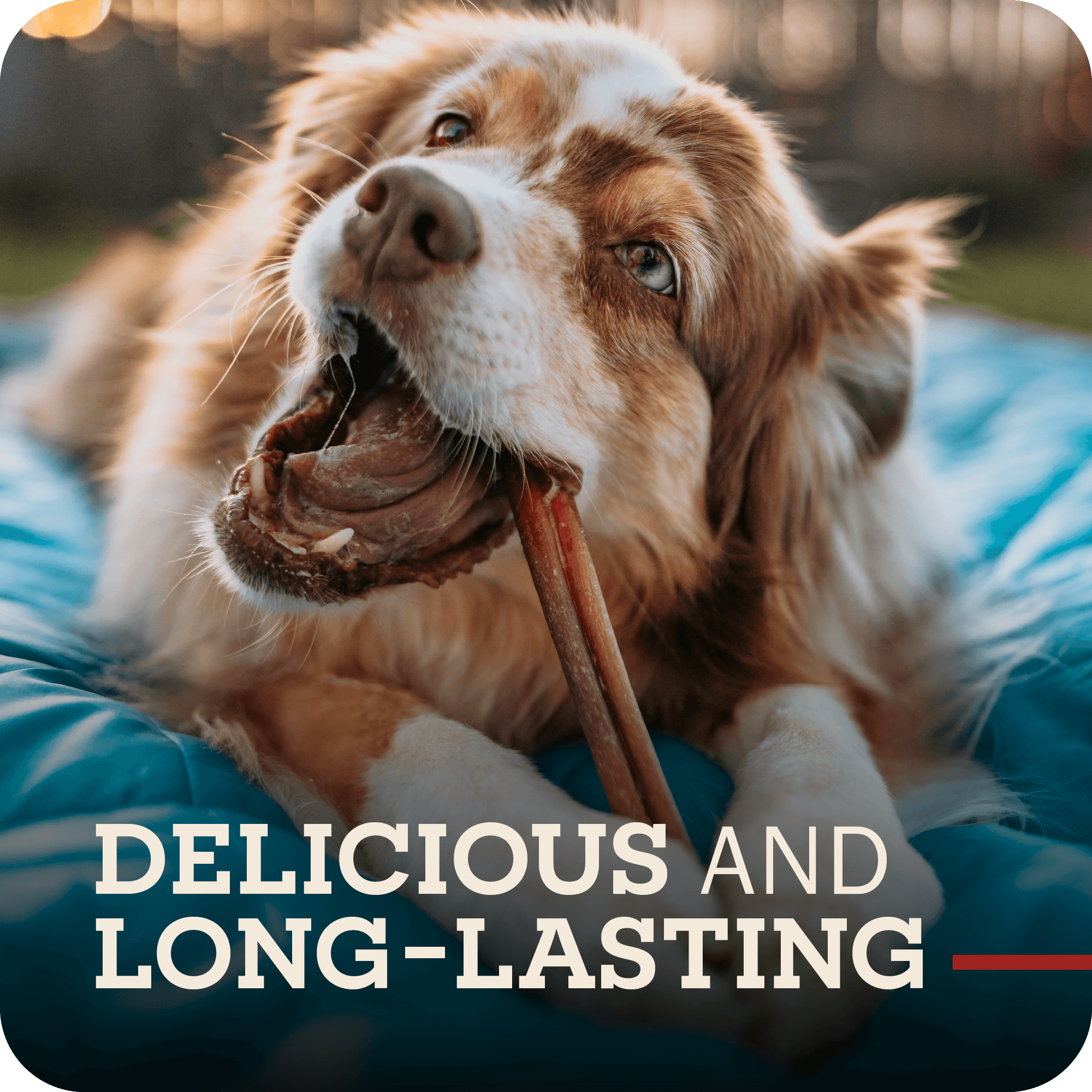 Redbarn Odor-Free Bully Stick bully collection feature panel