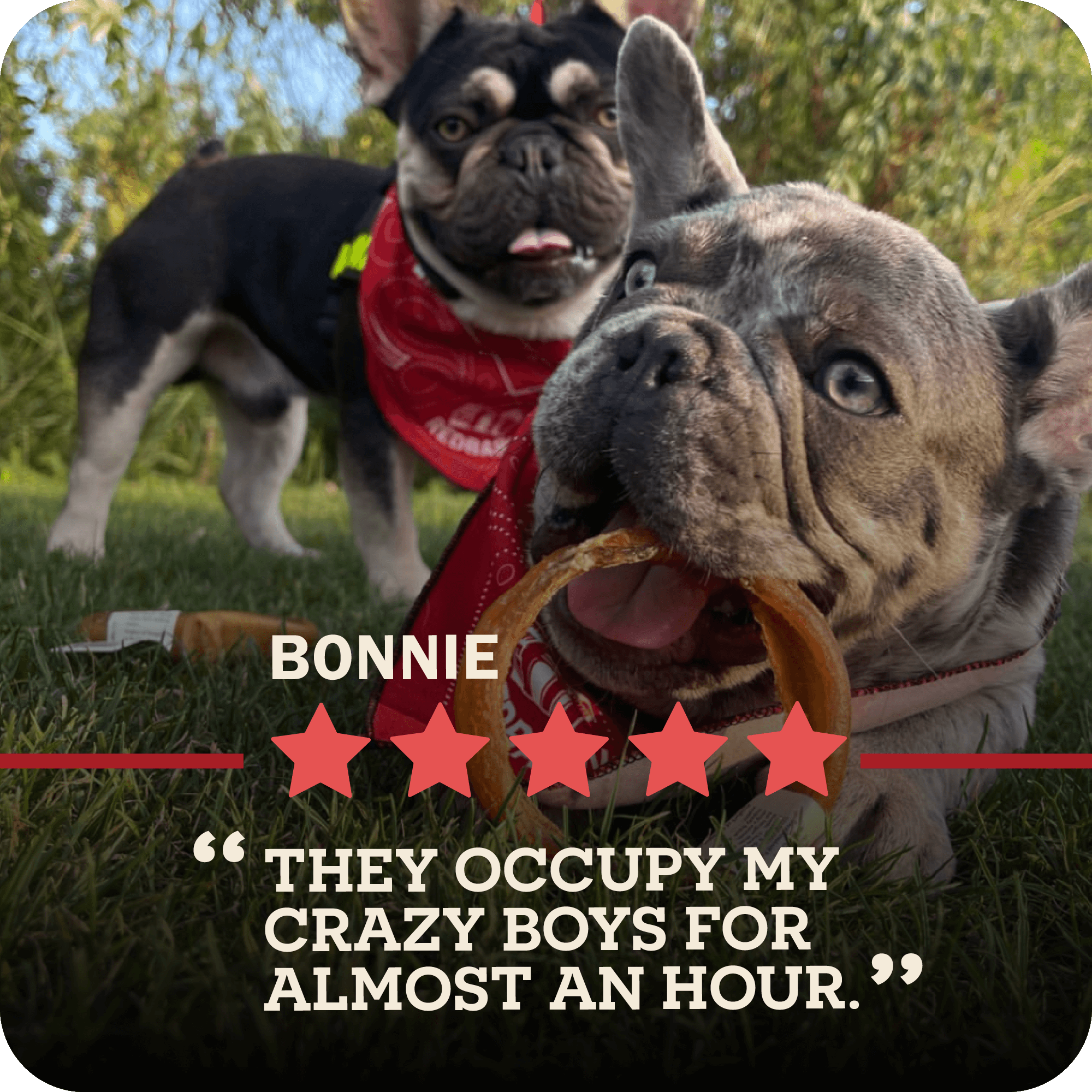 Redbarn Odor-Free Bully Stick bully collection feature panel