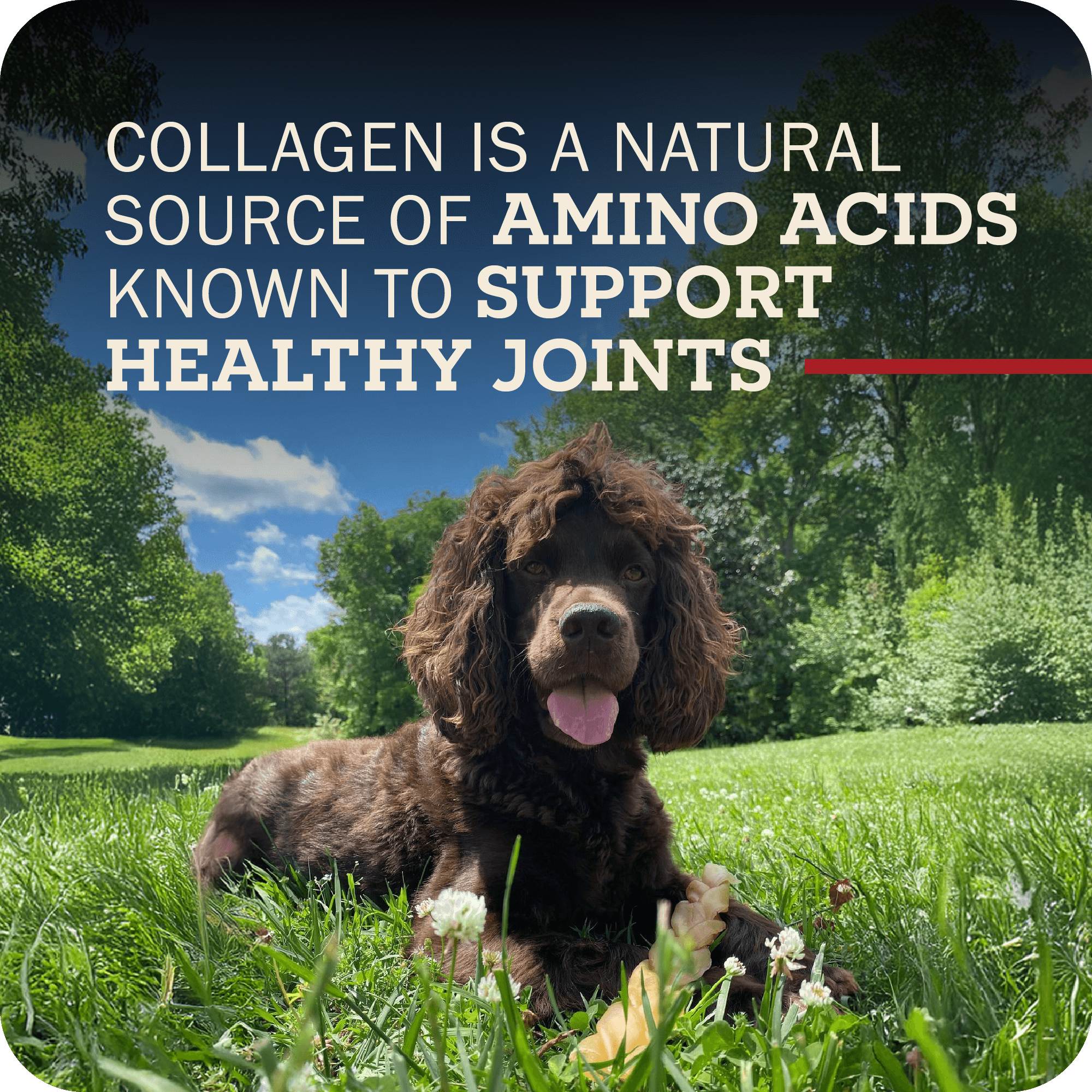 Redbarn Collagen Stick collagen collection feature panel