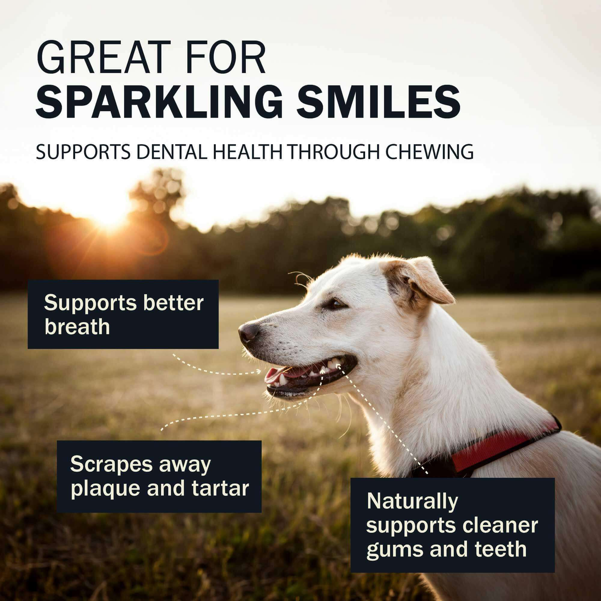 Redbarn Collagen Wrapped Esophagus Ring -- a smiling dog on a field with sunset in the background with the text that reads