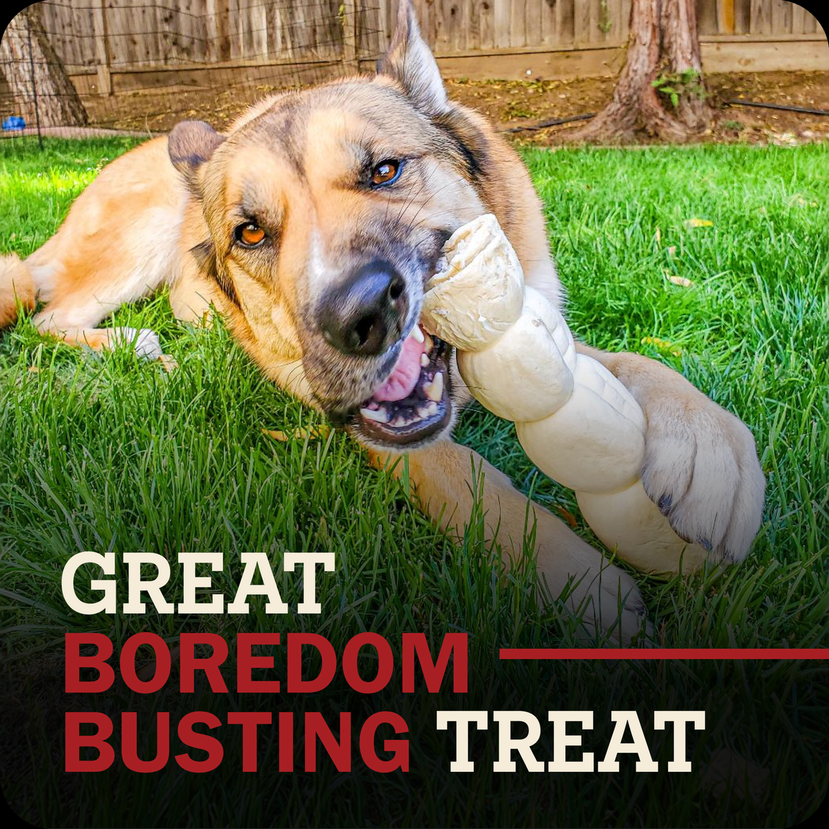 Redbarn Glazed Beef Cheek Roll Chicken & Carrot Flavor -- a german shepherd dog lying on green grass outdoors