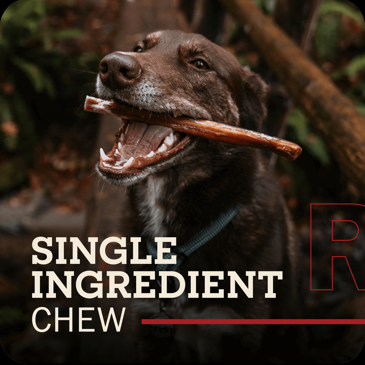 Redbarn Odor-Free Mini Bully Spring -- a brown colored happy dog with redbarn bully stick in their mouth