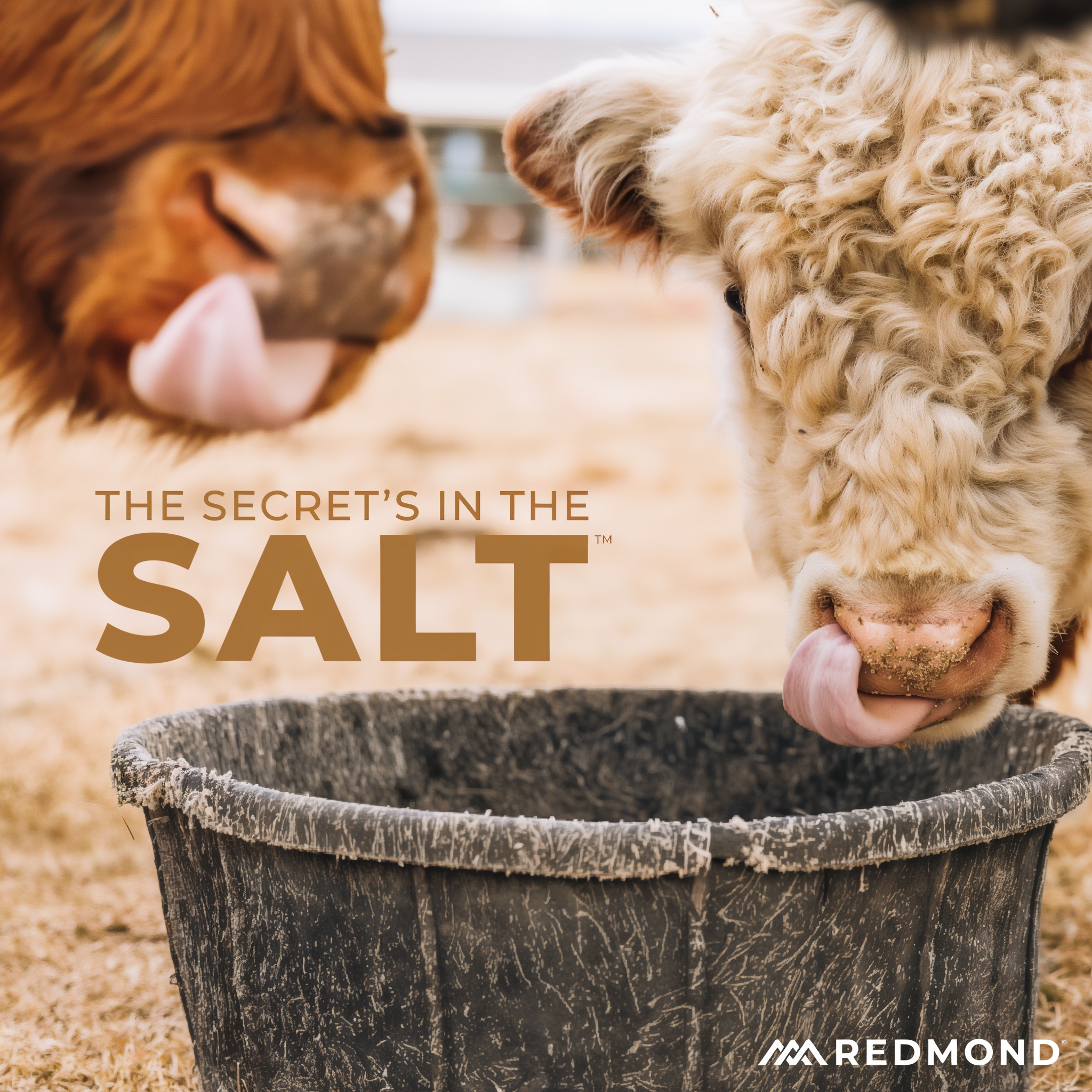 Two cows licking a mineral tub — the secret is in the salt