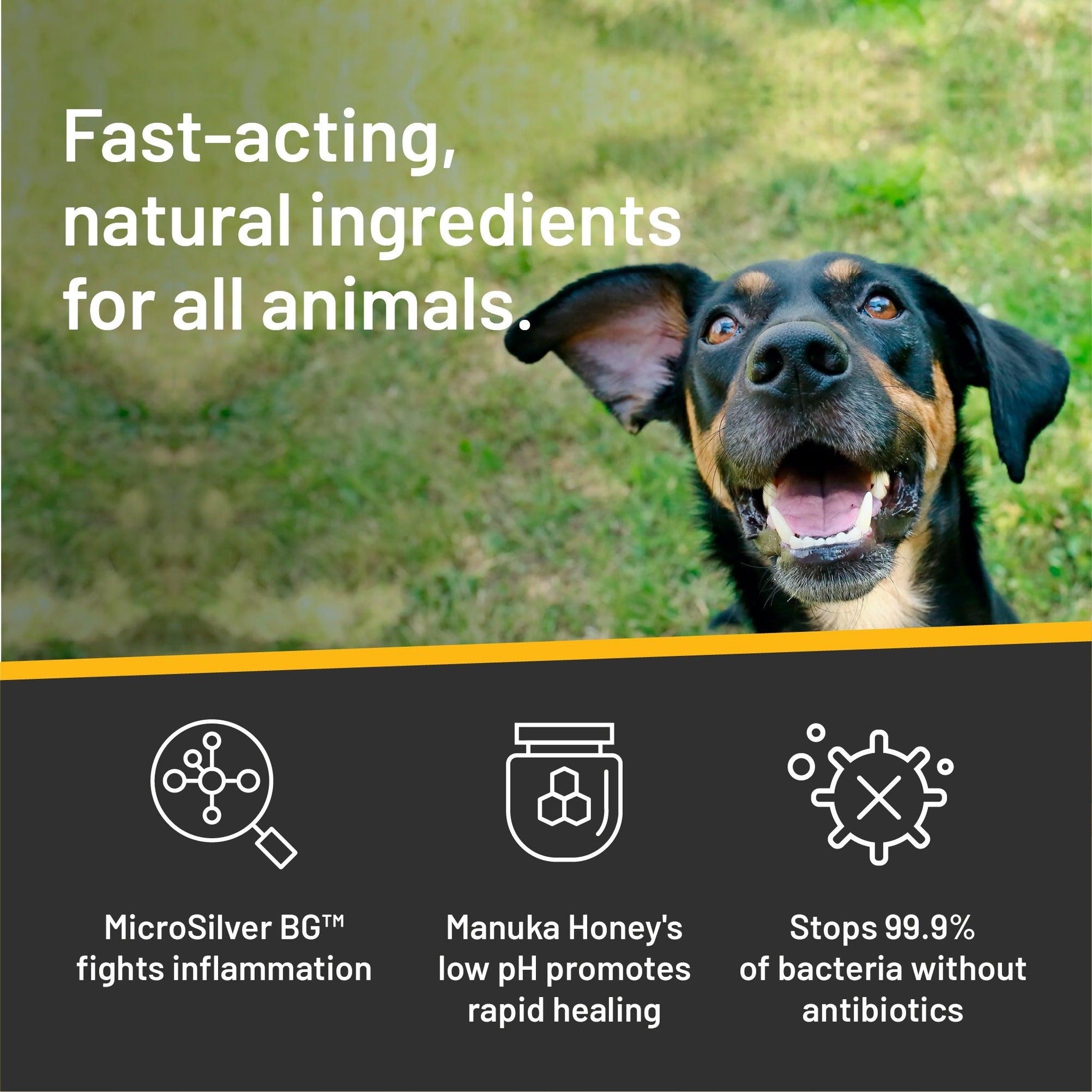 Silver Honey vet strength ear rinse, fast-acting natural ingredients for all animals