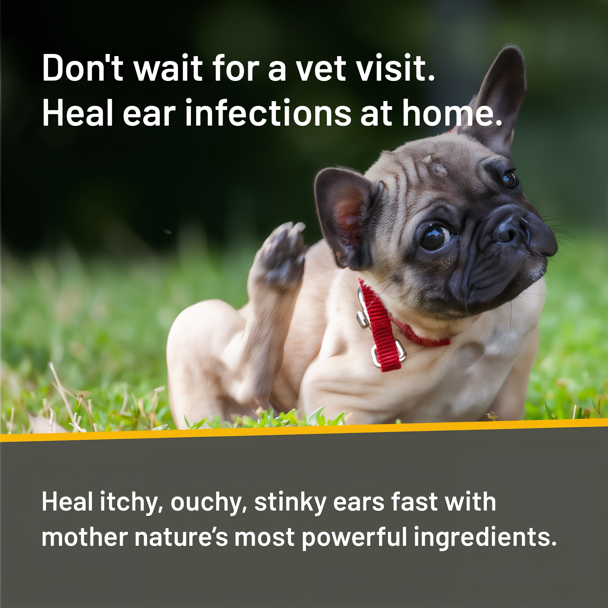 Silver Honey vet strength ear treatment, heal ear infections at home