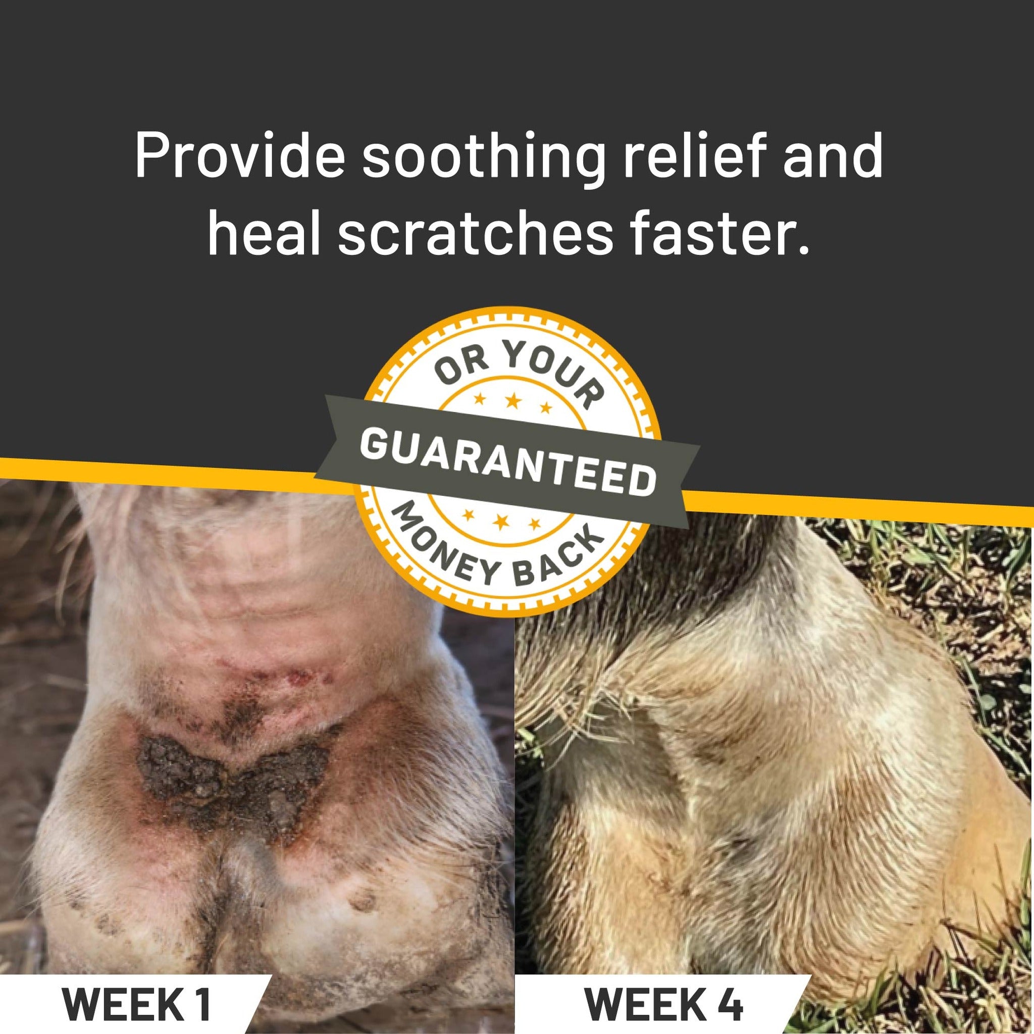 Silver Honey vet strength scratches spray, scratches healing from week 1 to week 4