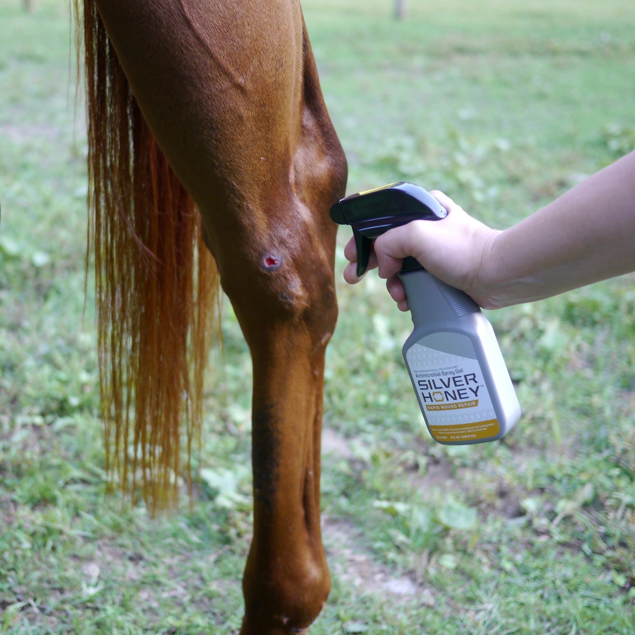 No-touch application of Silver Honey spray gel on a horse leg wound