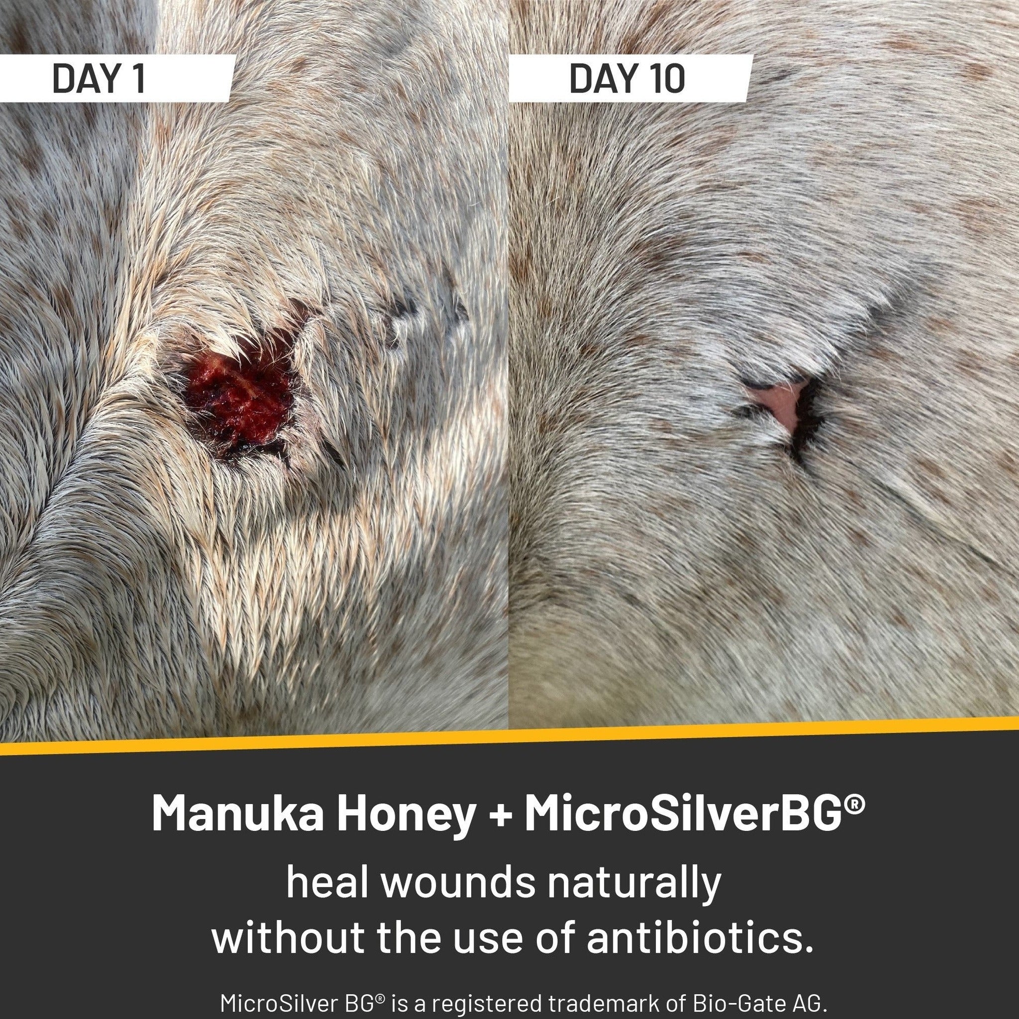 Equine wound healing from day 1 to day 10 with Manuka Honey and MicroSilver BG