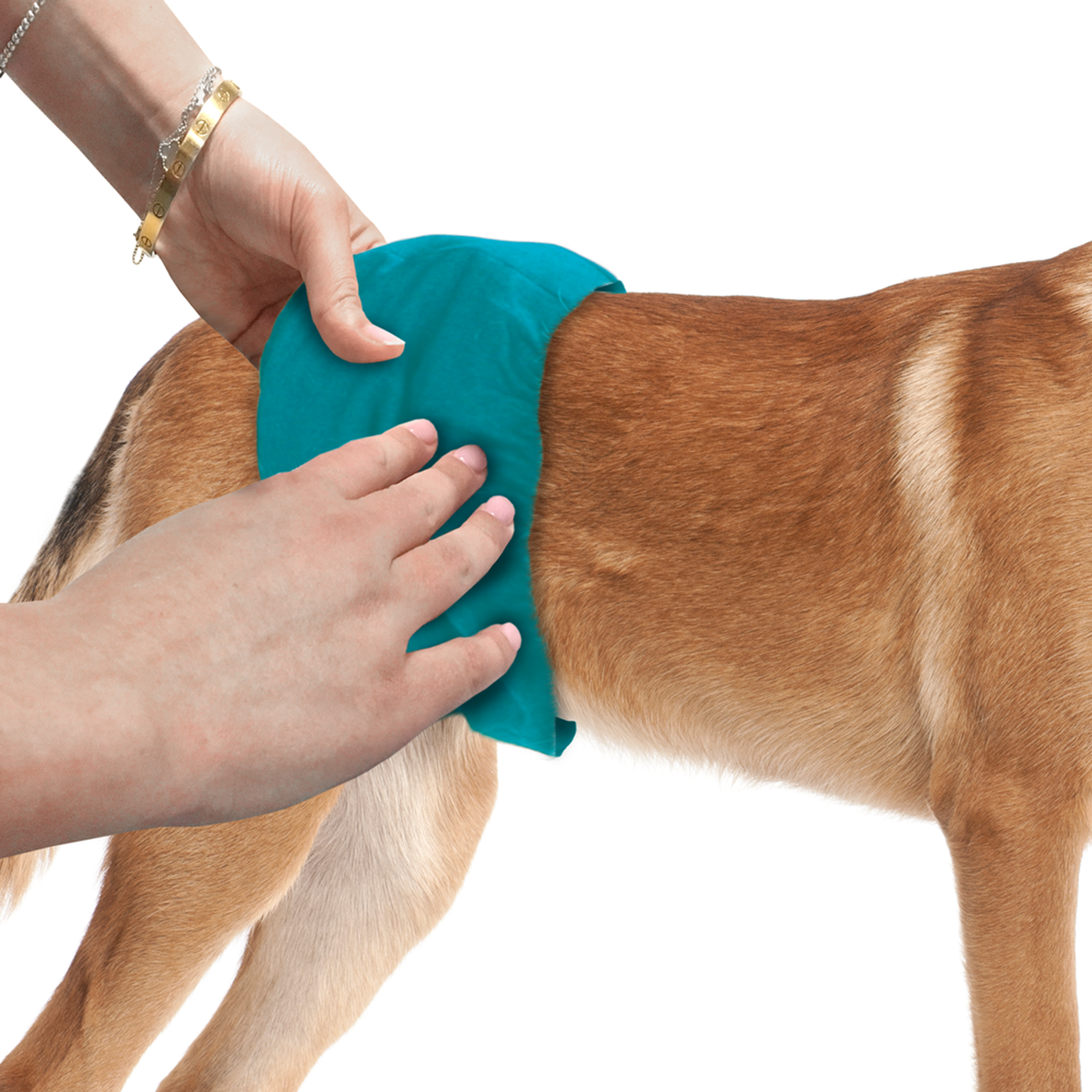 Fitting the Simple Solution Washable Male Wrap around a dog's waist