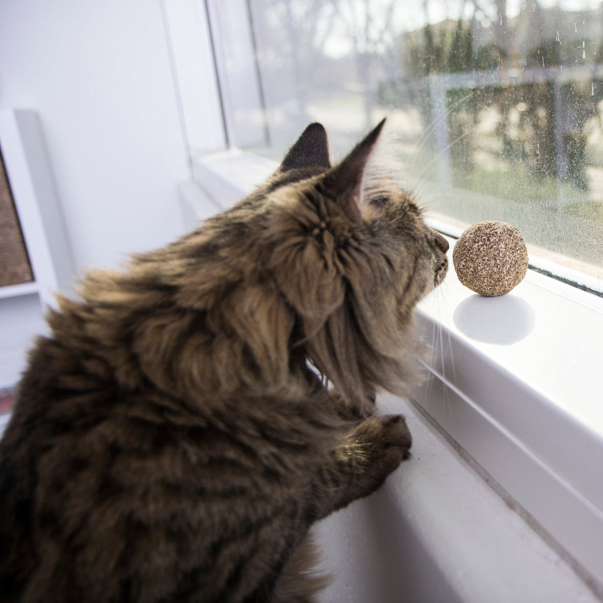 Cat sniffing the SmartyKat Catnip Kiss ball on a sunny windowsill