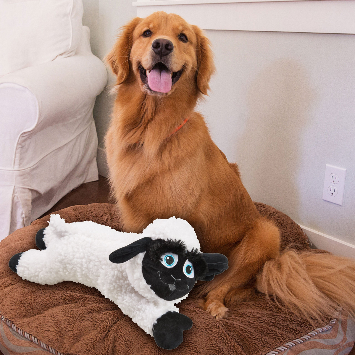 Golden retriever with the Spot Baa Black Sheep Plush Dog Toy