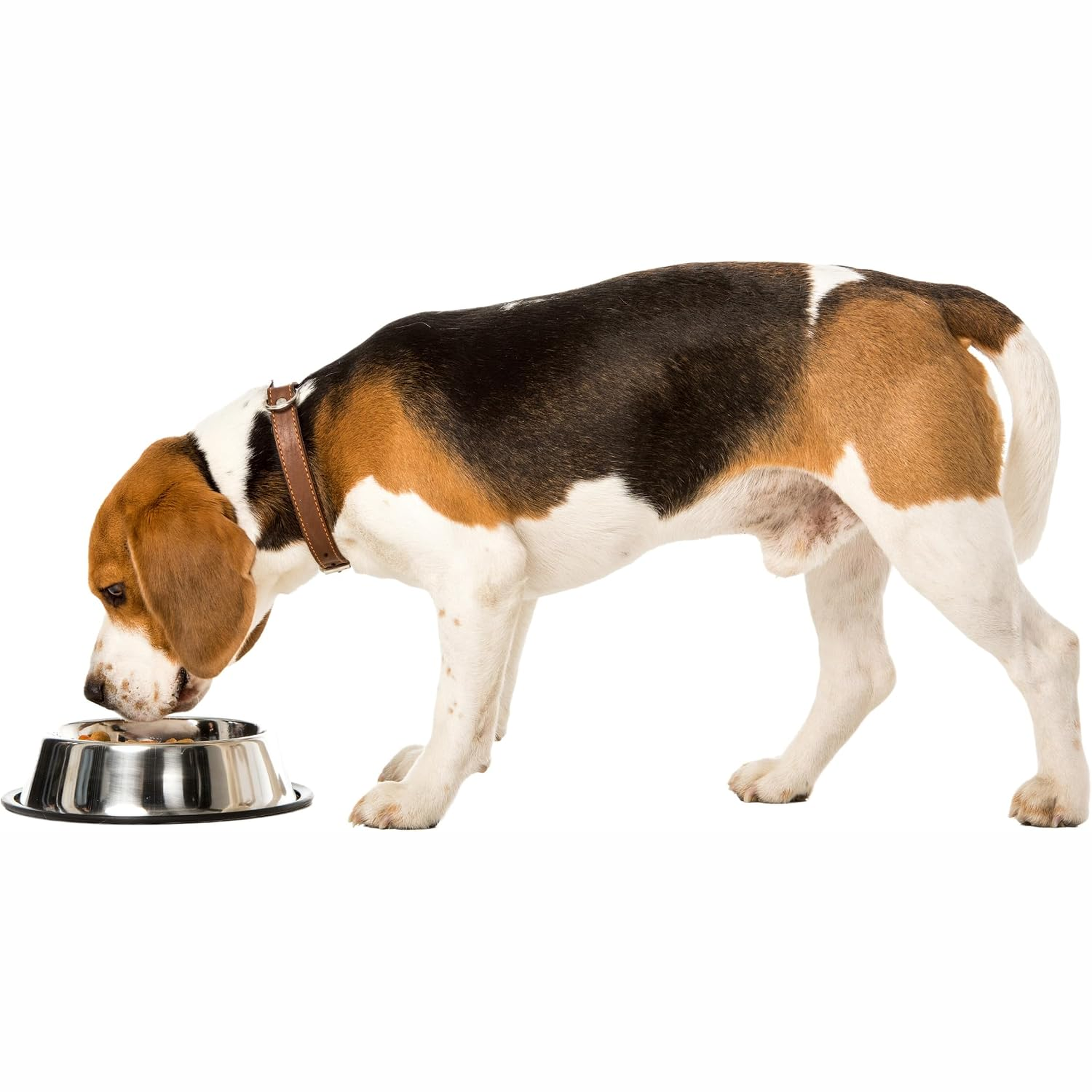 Beagle eating from the Spot No-Tip Mirror Stainless Steel Dish