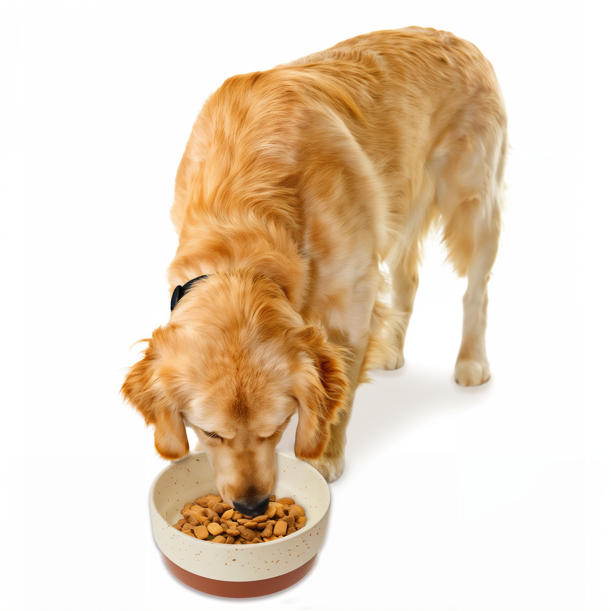 Golden retriever eating from the Spot Sedona Dog Dish in Chestnut Brown