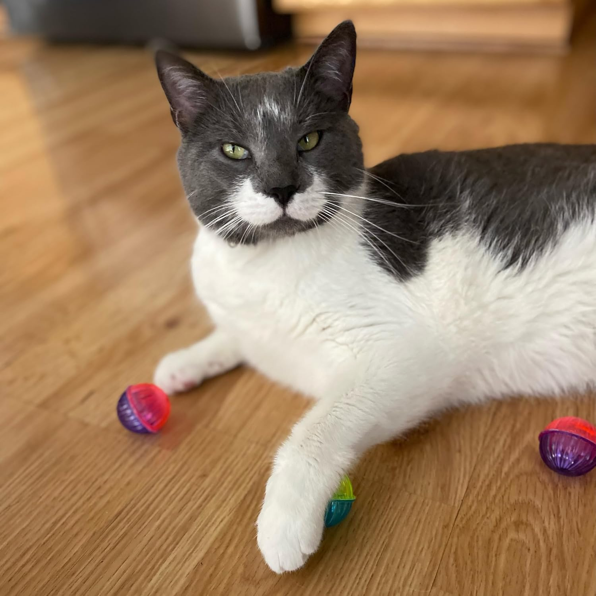 Cat playing with Spot Shimmer Balls
