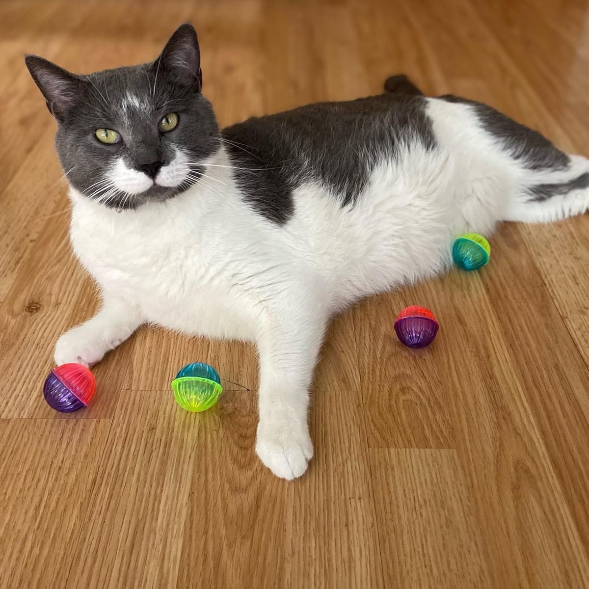 Cat lying with Spot Shimmer Balls on a wood floor