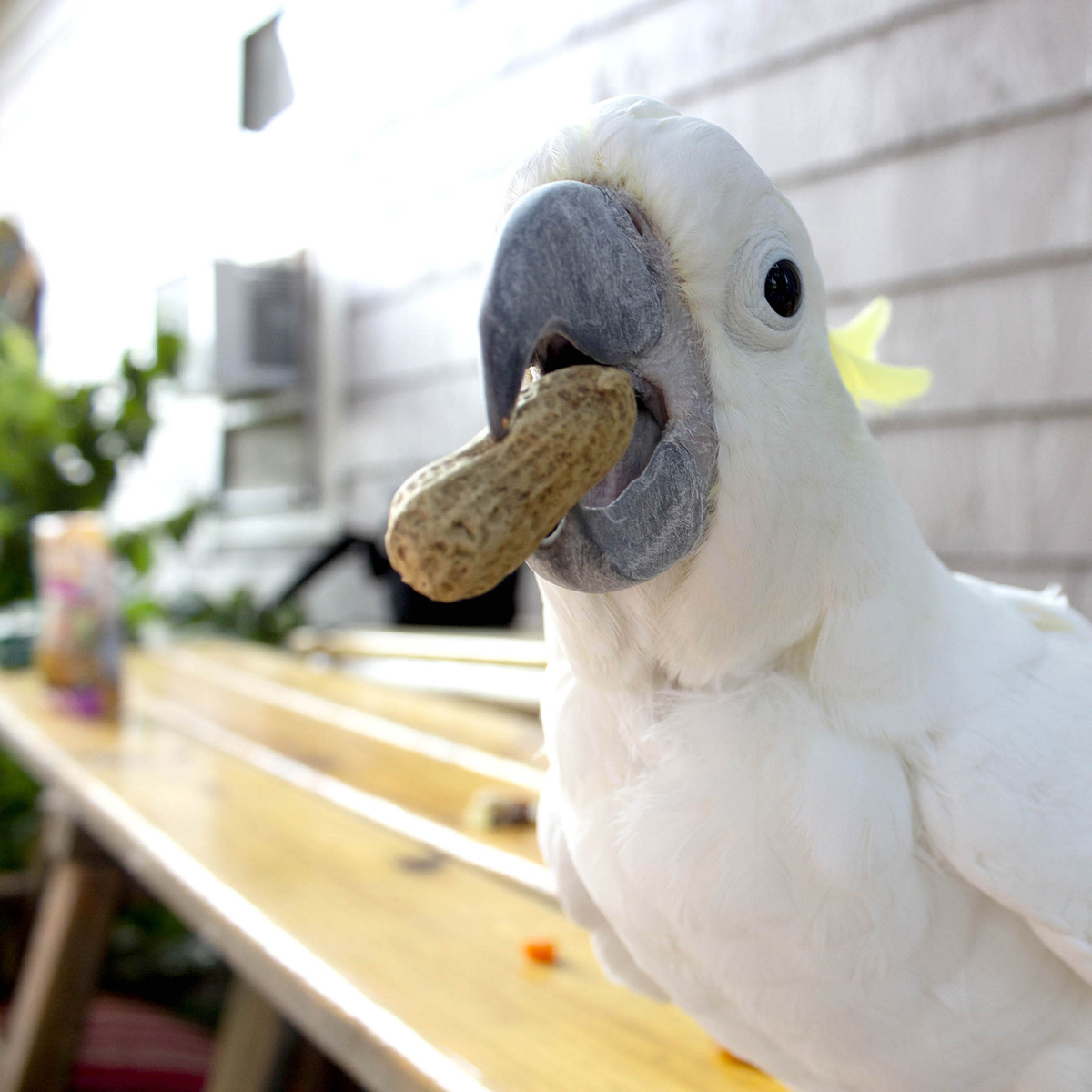 White cockatoo holding a peanut from Sunseed Fabulous Fruit Mix