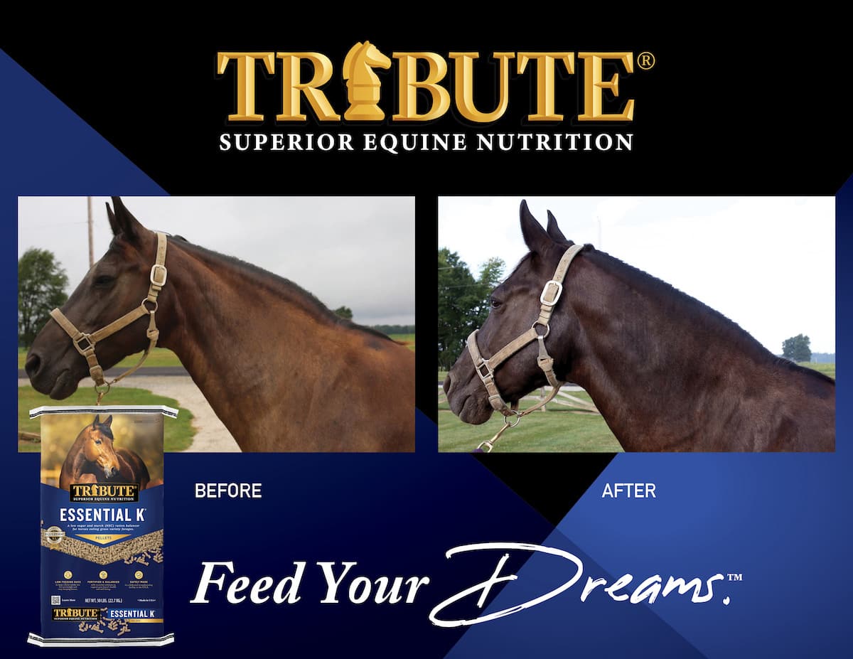 Tribute Essential K before and after graphic showing improved horse condition