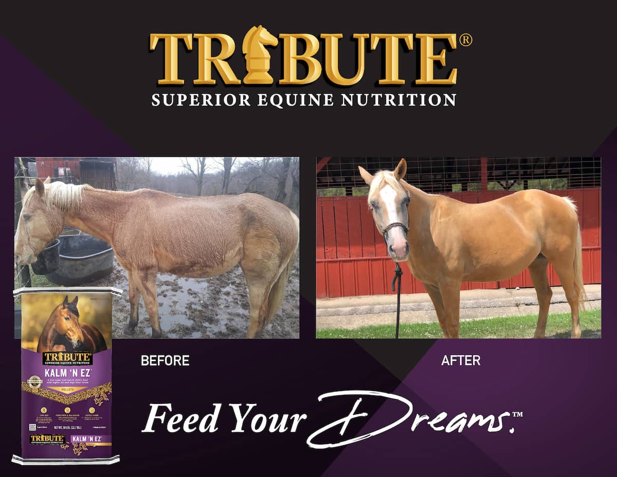 Before and after body condition results on Tribute Kalm 'N EZ horse feed
