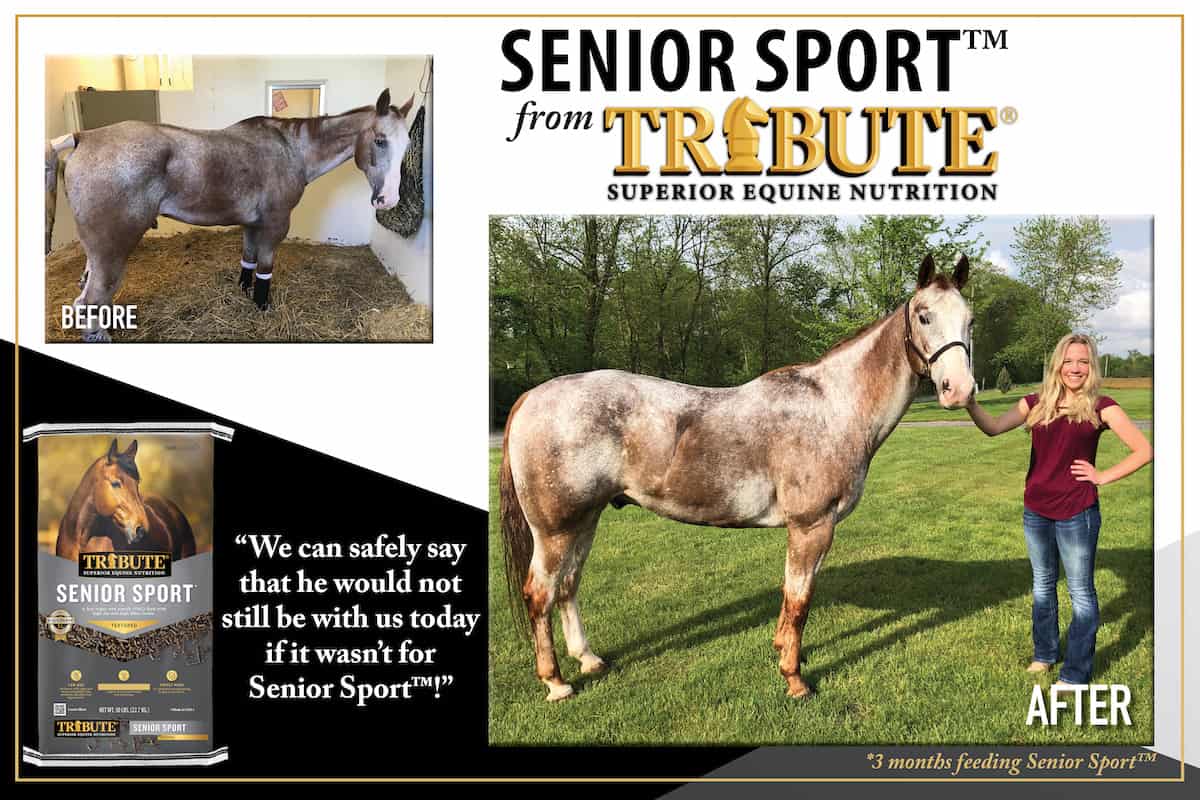 Before and after results of a horse fed Tribute Senior Sport for three months