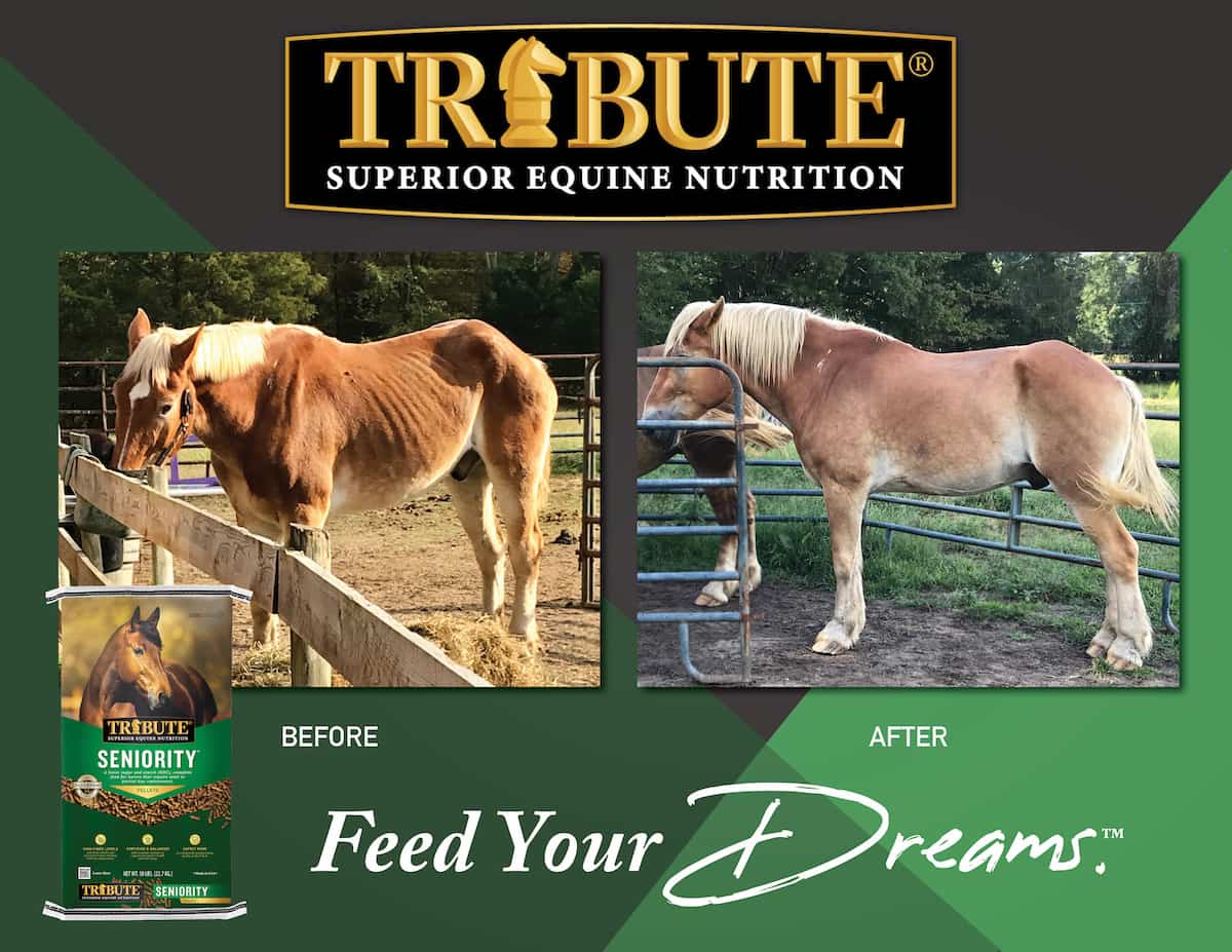 Before and after body condition of senior horse fed Tribute Seniority Pellet