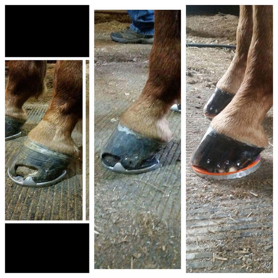 Healthy horse hooves shown in customer testimonial photos