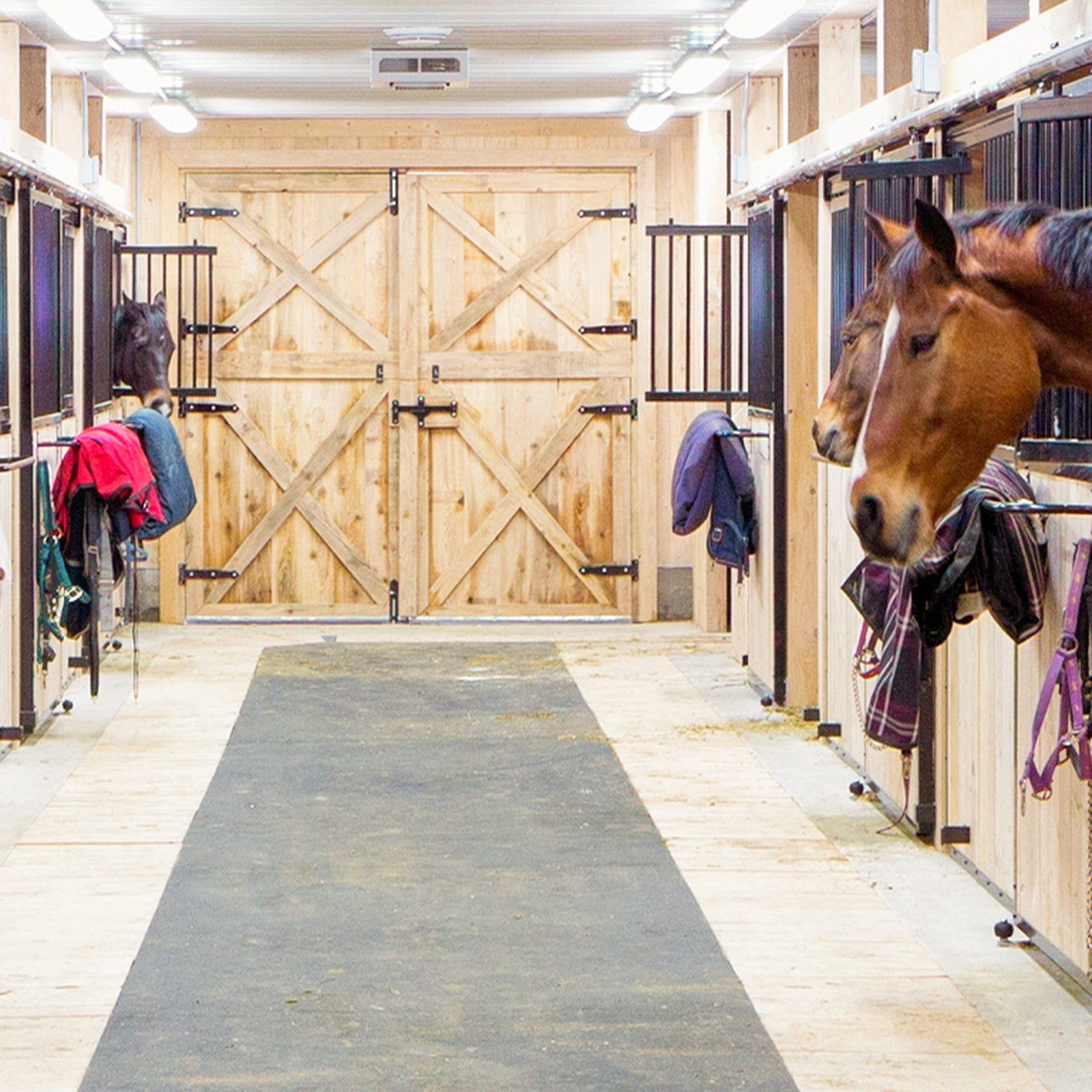 Horses resting in a clean bright stable aisle