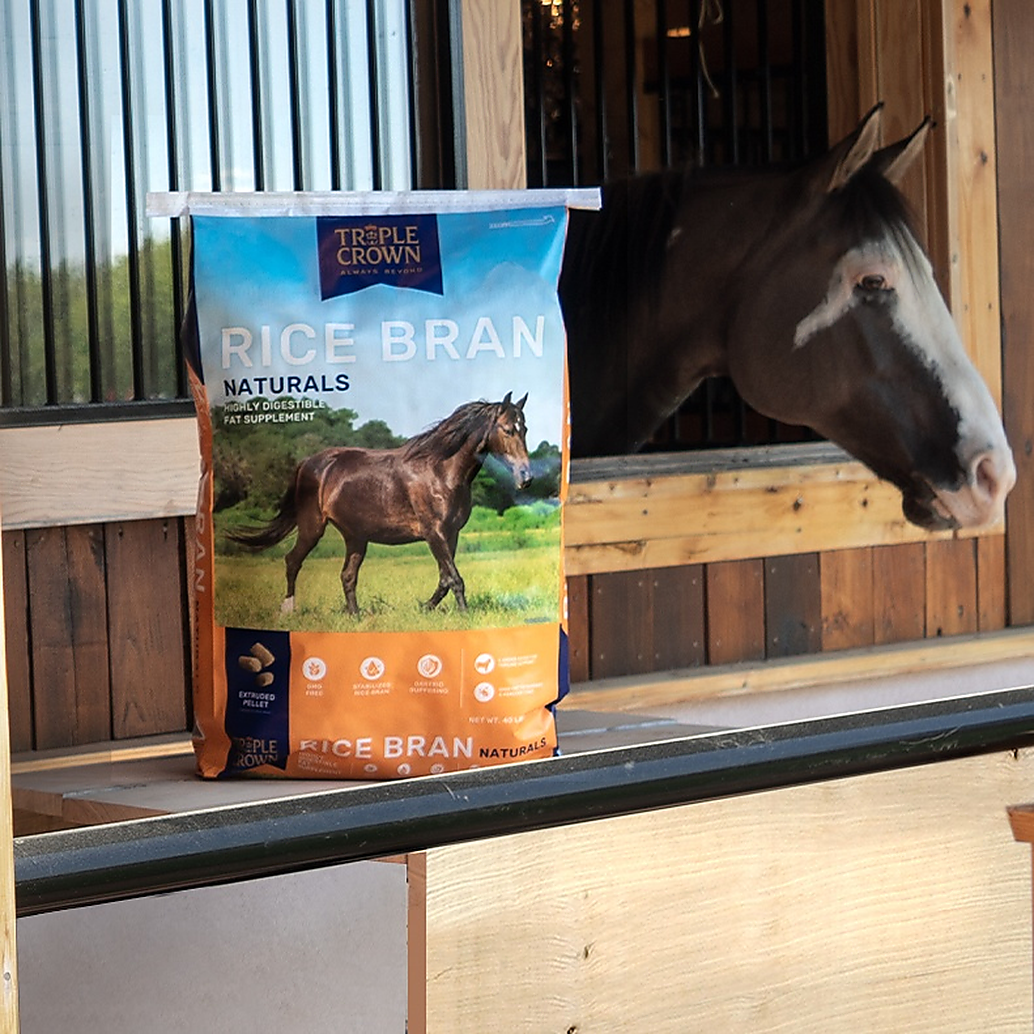 Triple Crown Naturals Rice Bran 40 lb bag on a stall ledge beside a dark bay horse