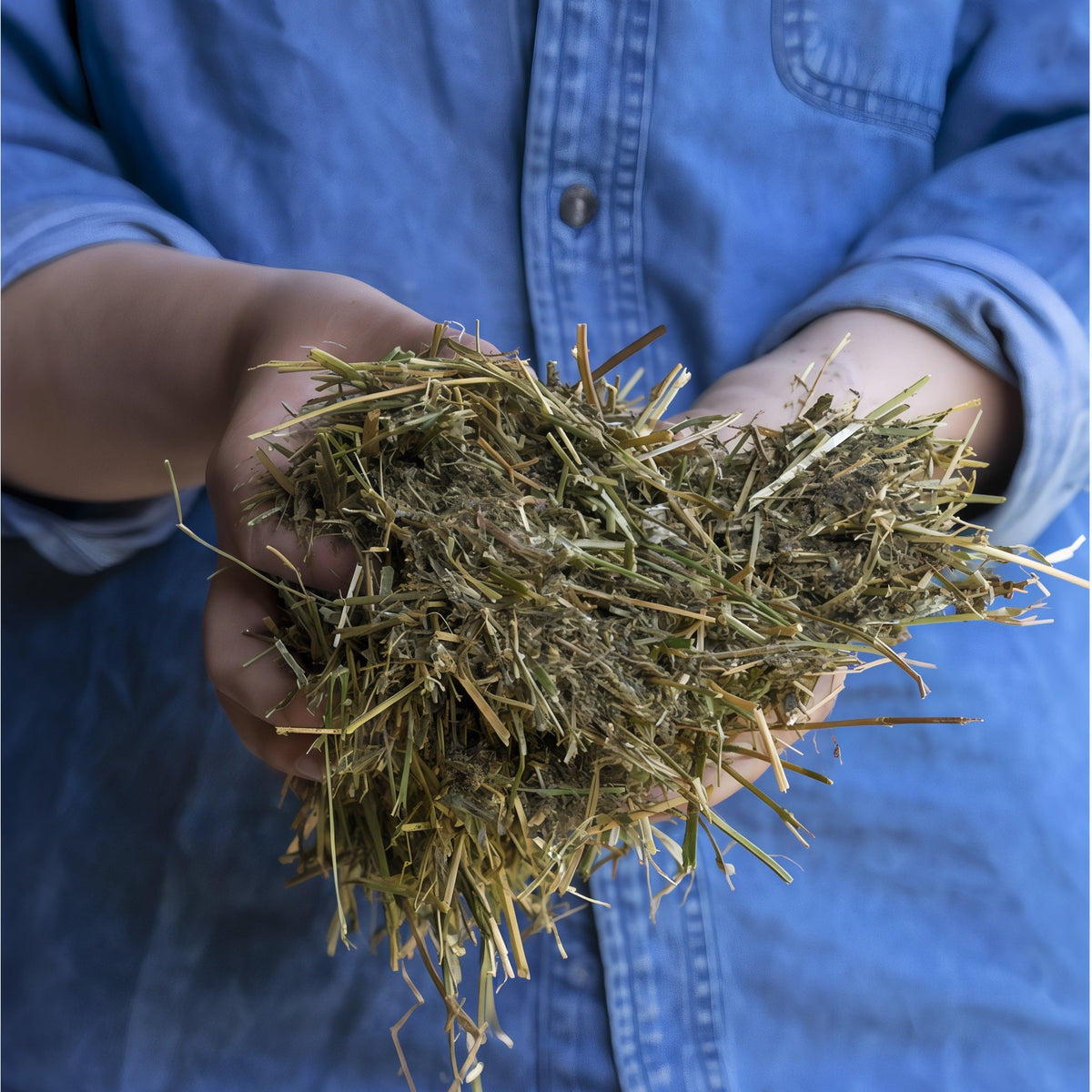 Close-up of Triple Crown chopped alfalfa and grass forage blend with a feed scoop