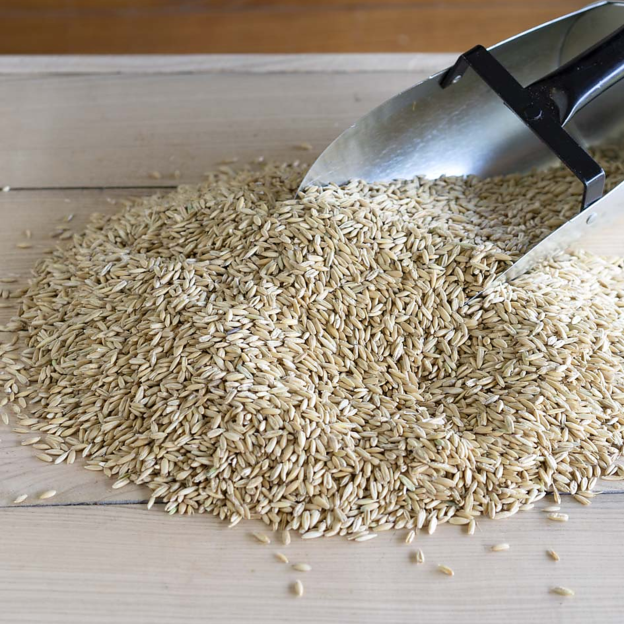 Close-up of steam crimped oats poured from a feed scoop onto a barn table