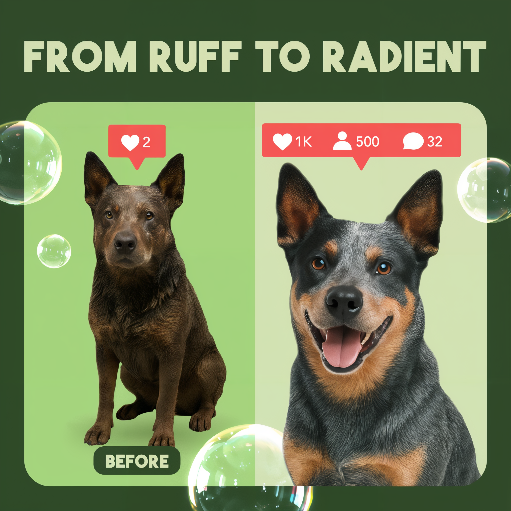 Before and after comparison showing brown dog with dull coat and black-tan dog with shiny coat, separated by green background