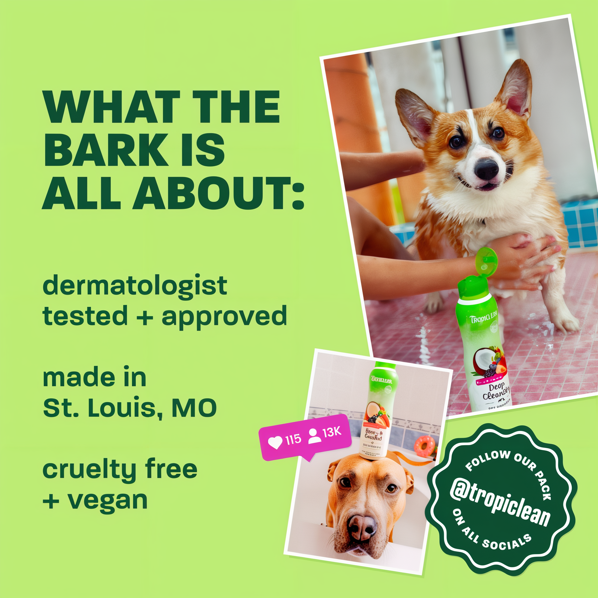 Light green background, corgi and brown dog, "What the bark is all about".