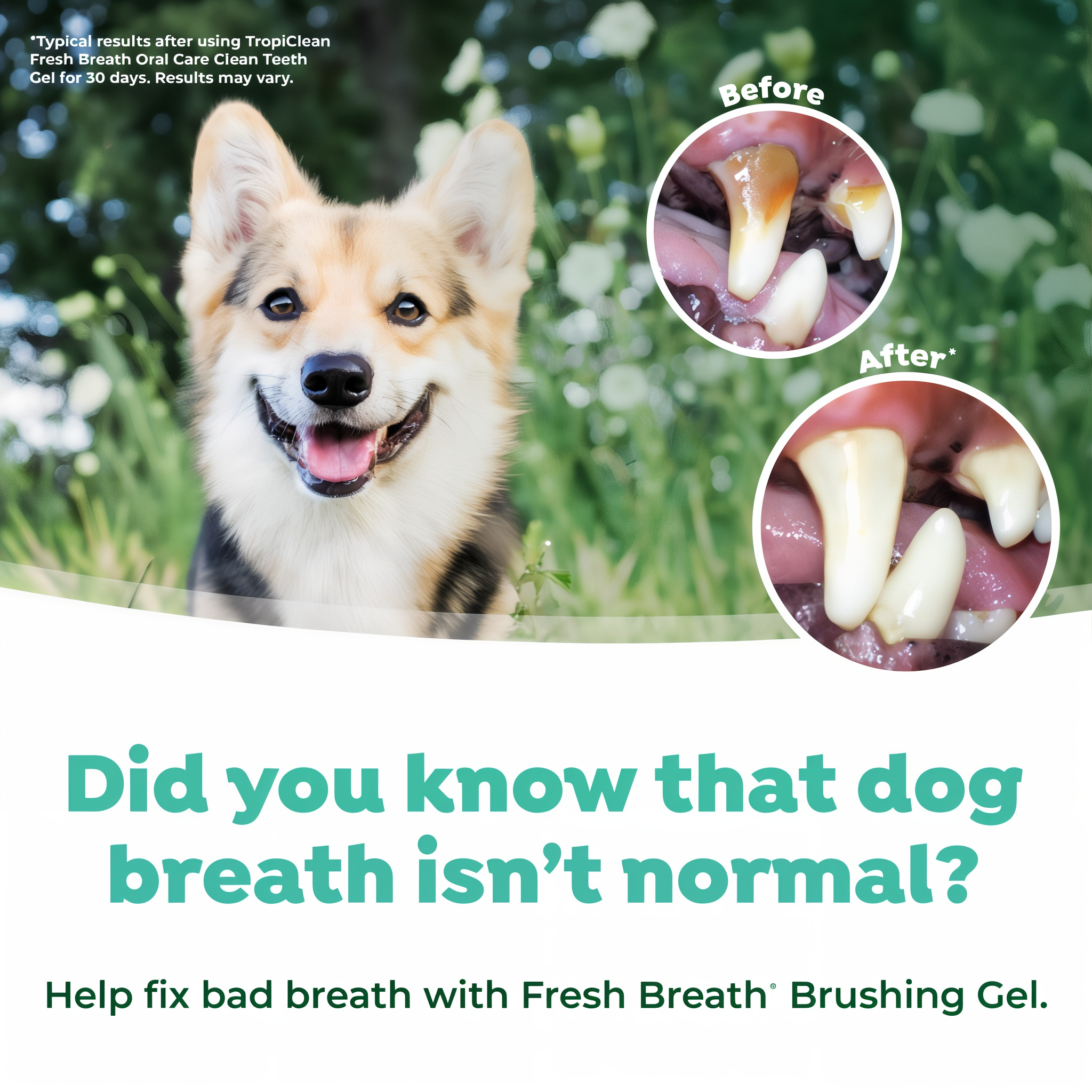 Before and after teeth comparison showing dog breath is not normal and Fresh Breath brushing gel helps fix it