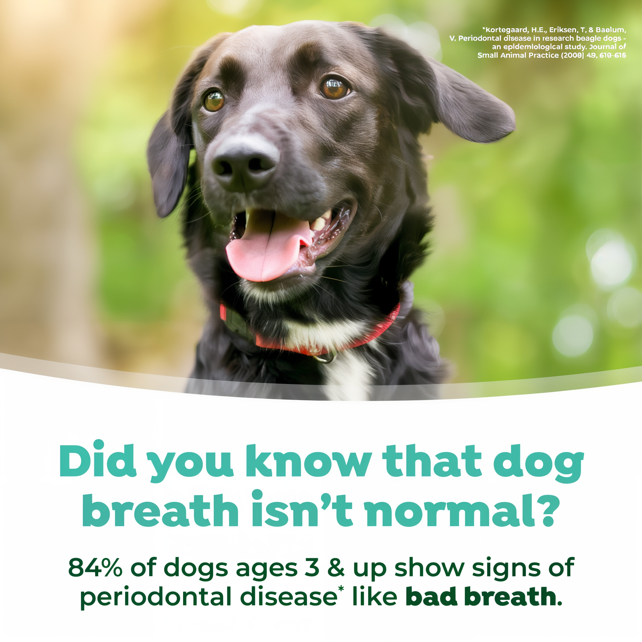 Dog with TropiClean Fresh Breath Dental Water Additive Plus Gut Health for Dogs text about dog breath and periodontal disease.
