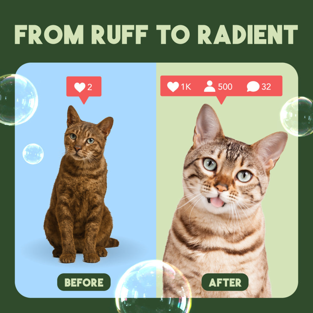 Before and after results of bathing a cat with TropiClean hypoallergenic shampoo
