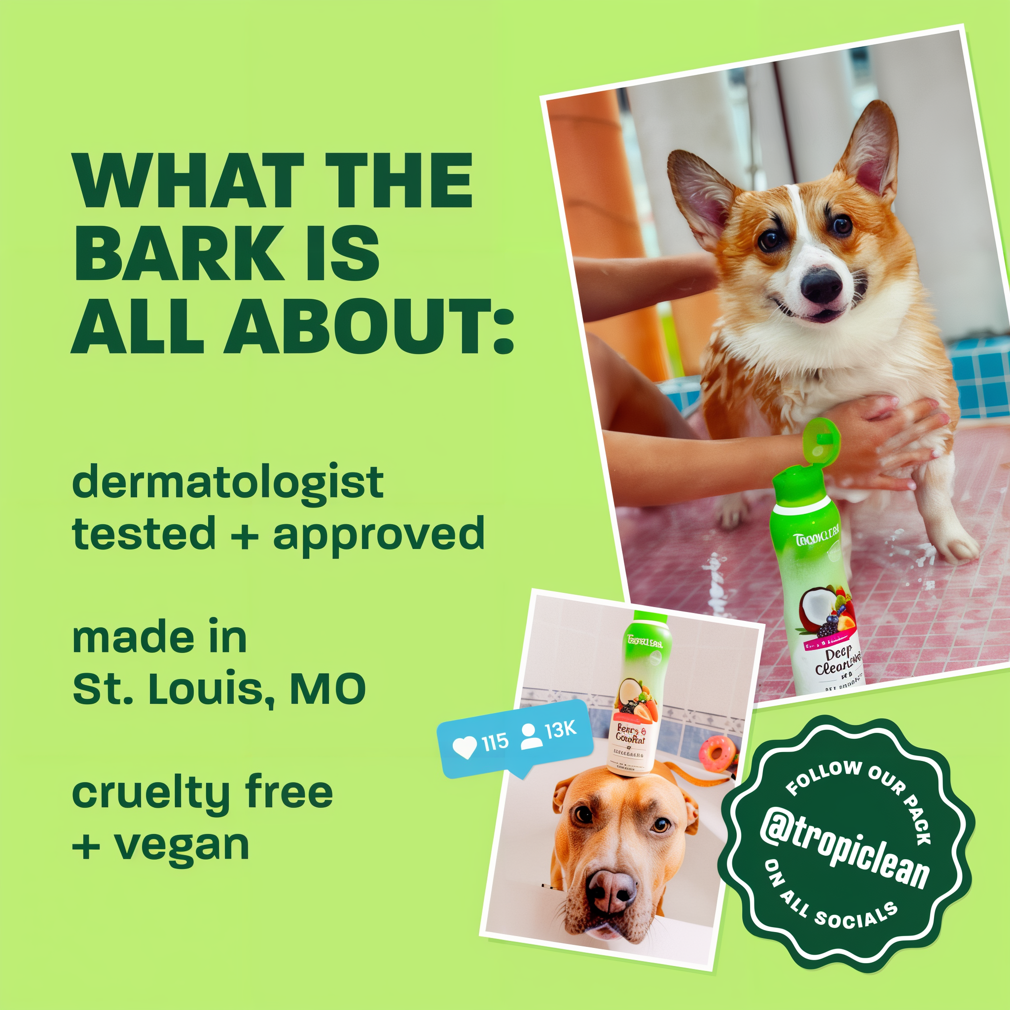 Light green background, corgi and brown dog, "What the bark is all about".