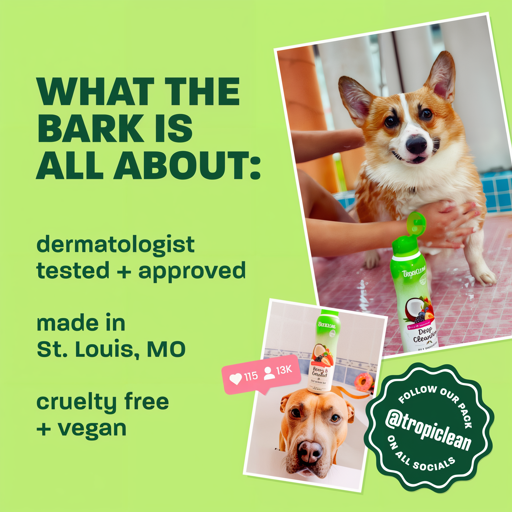 Light green background, corgi and brown dog, "What the bark is all about".
