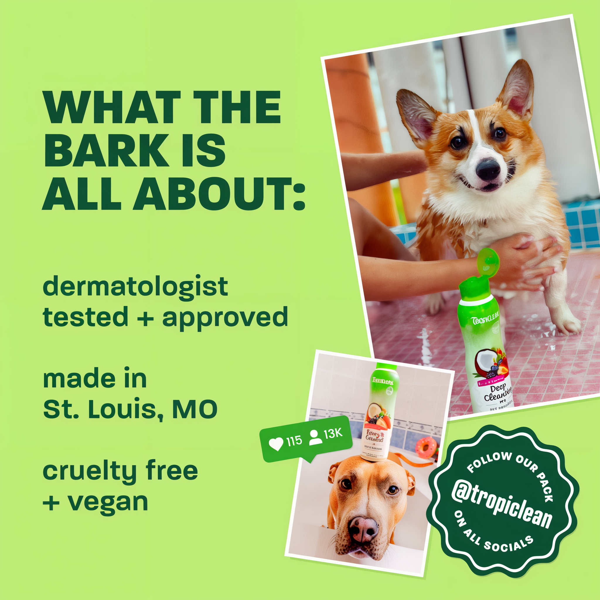 Light green background, corgi and brown dog, "What the bark is all about".