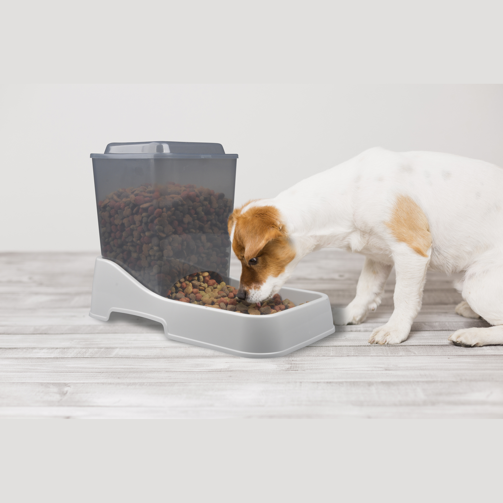 Dog eating from the Van Ness Auto Feeder Medium 6 lb
