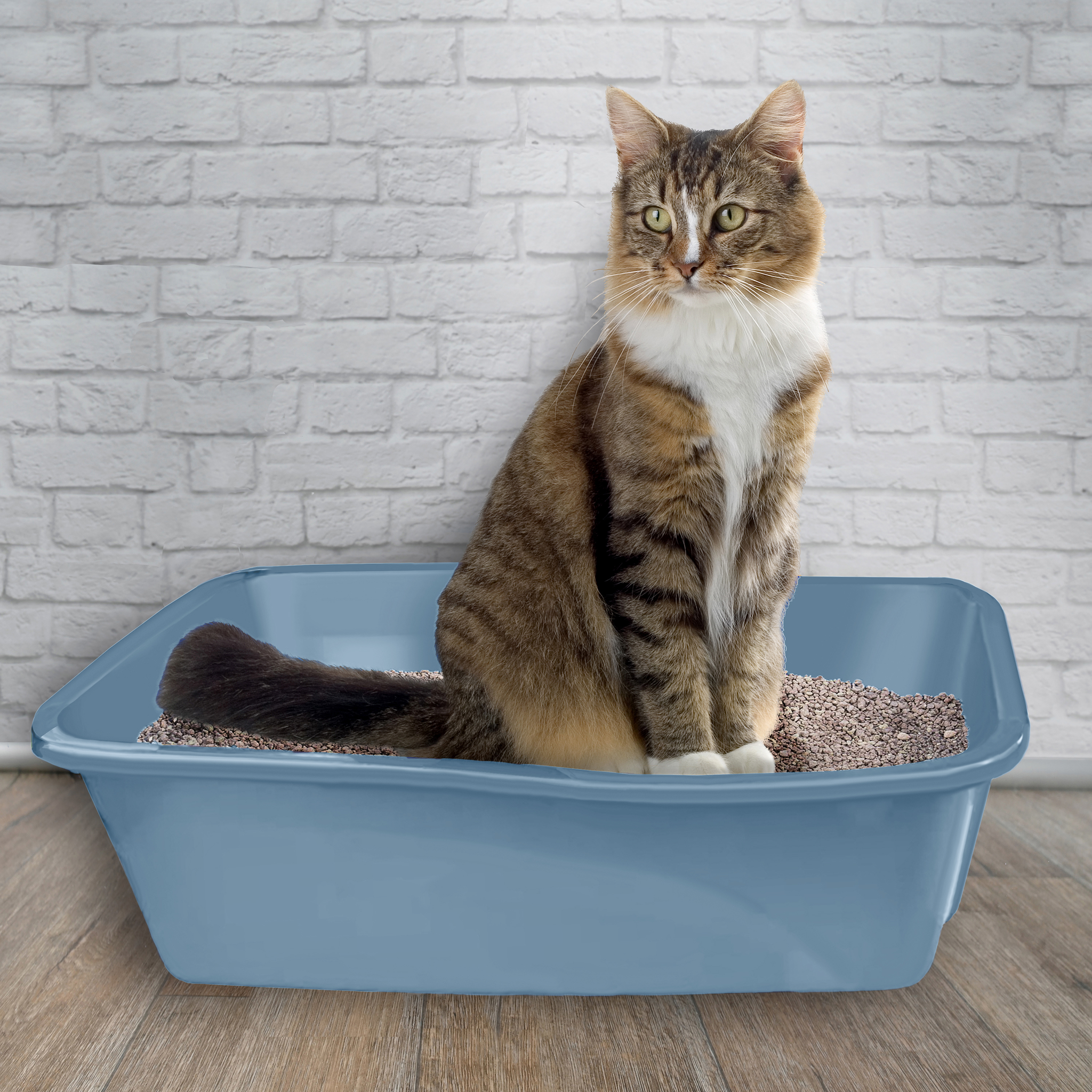 Cat sitting in the Van Ness Cat Litter Pan Large