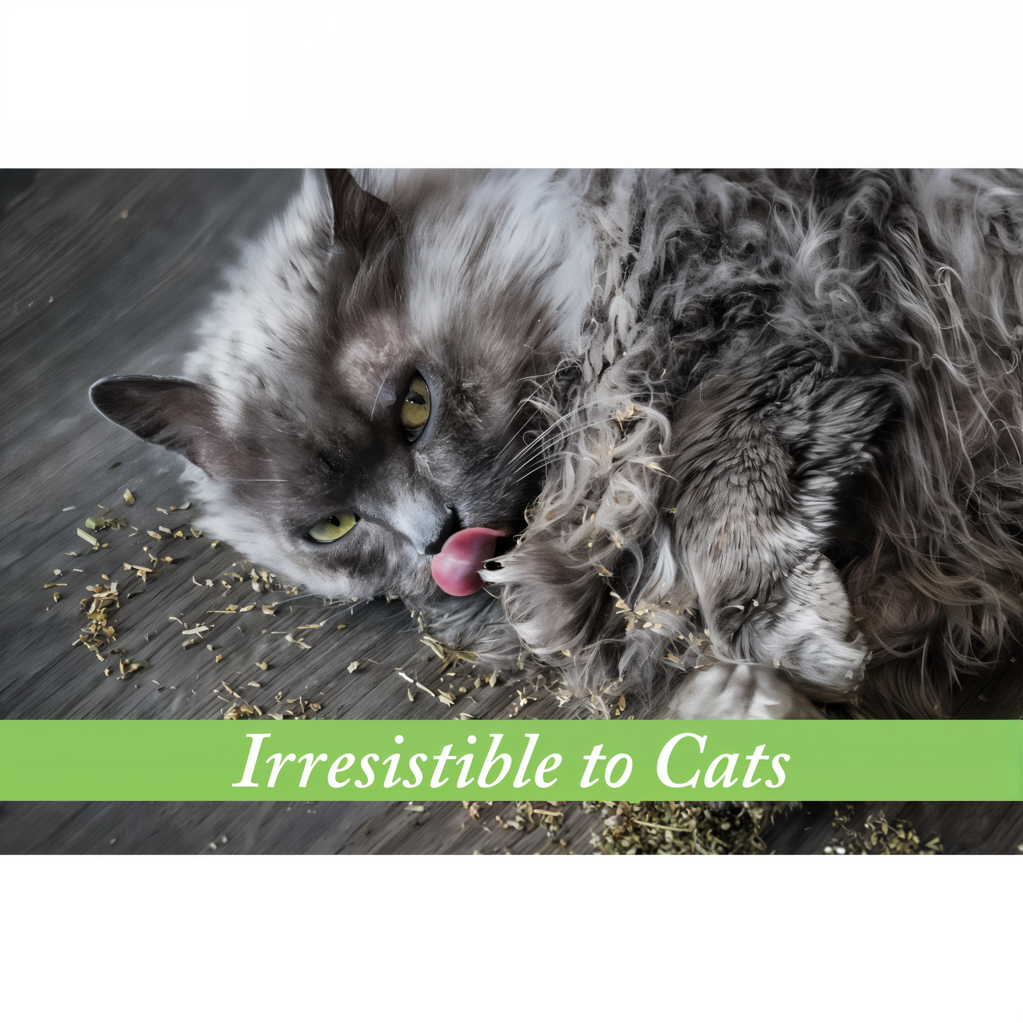 Grey longhair cat rolling and licking loose Fresh-Nip catnip scattered on a wood floor