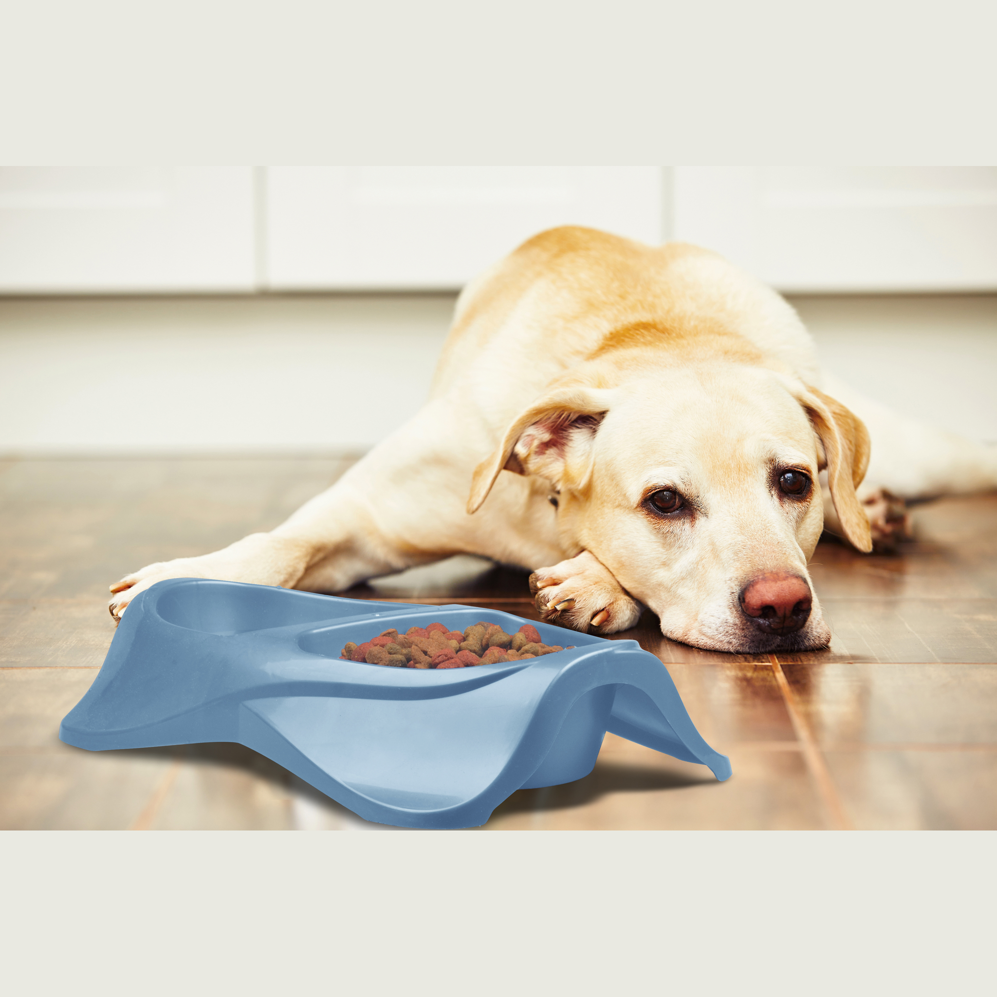 Labrador lying beside the Van Ness Lightweight Double Dish Large 50 oz filled with kibble