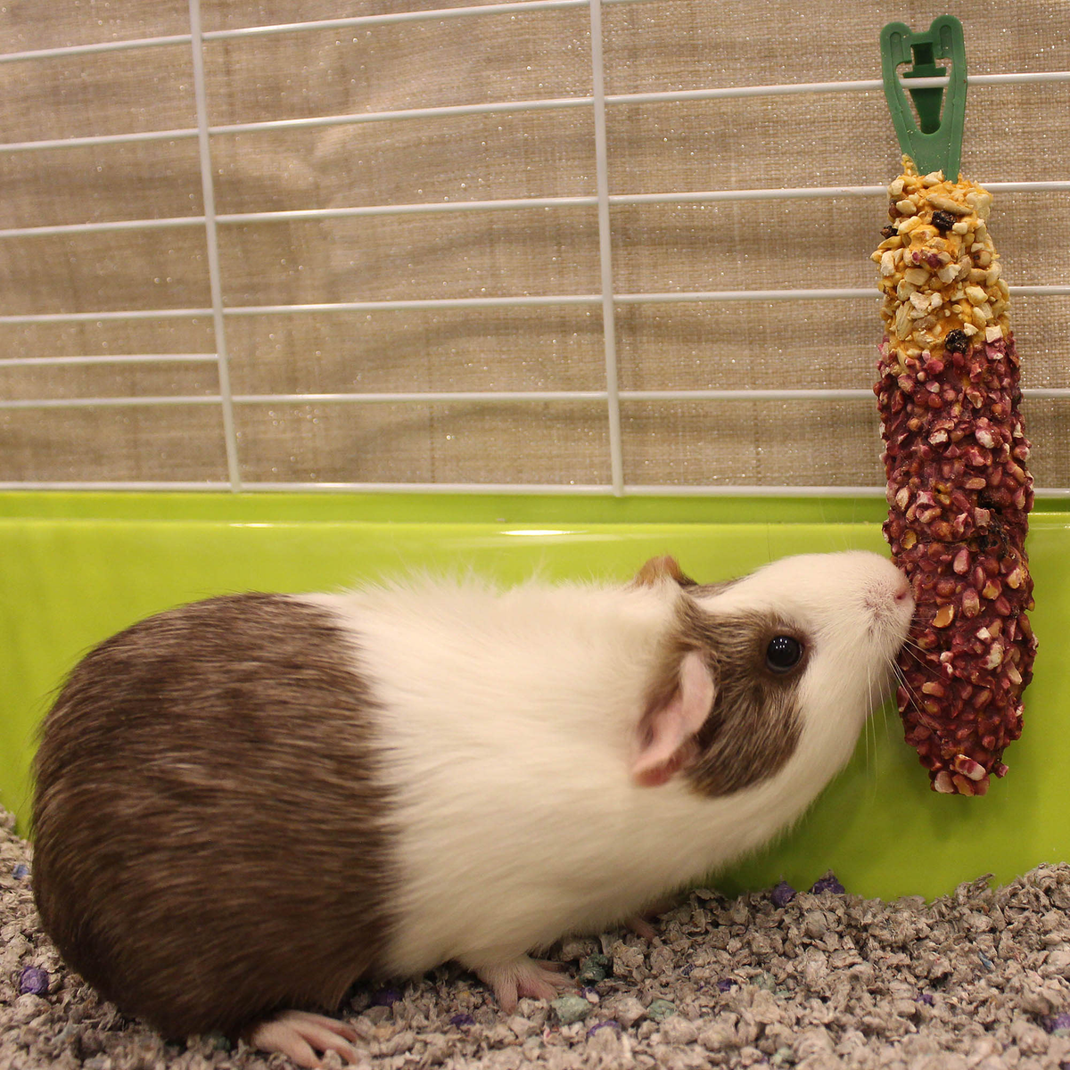 Guinea pig next to a Vitakraft Crunch Stick clipped to a cage
