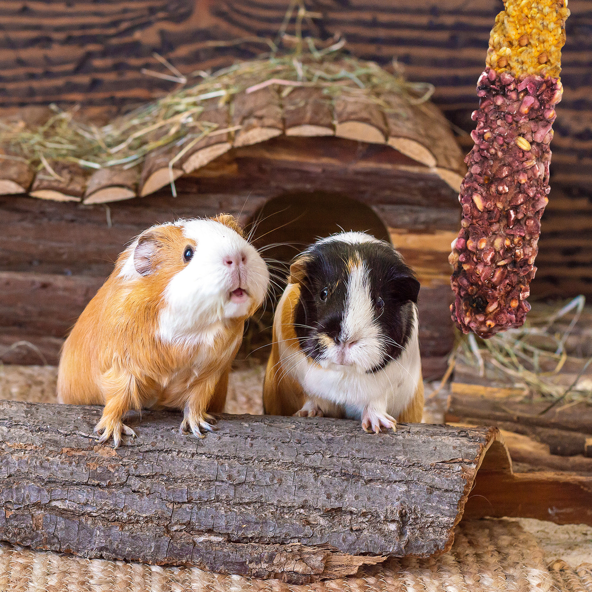 Two guinea pigs with a hanging Vitakraft Crunch Stick on a log
