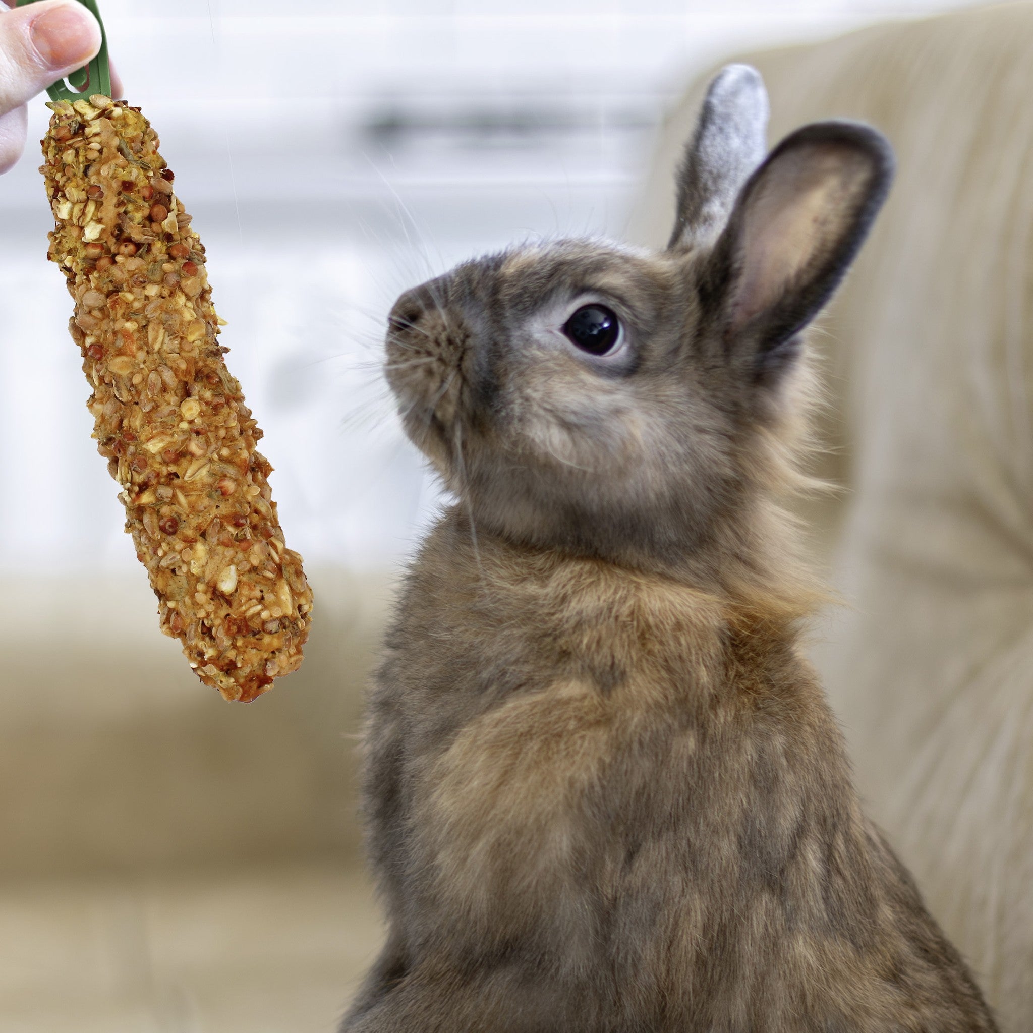 Rabbit nibbling a hanging Crunch Stick