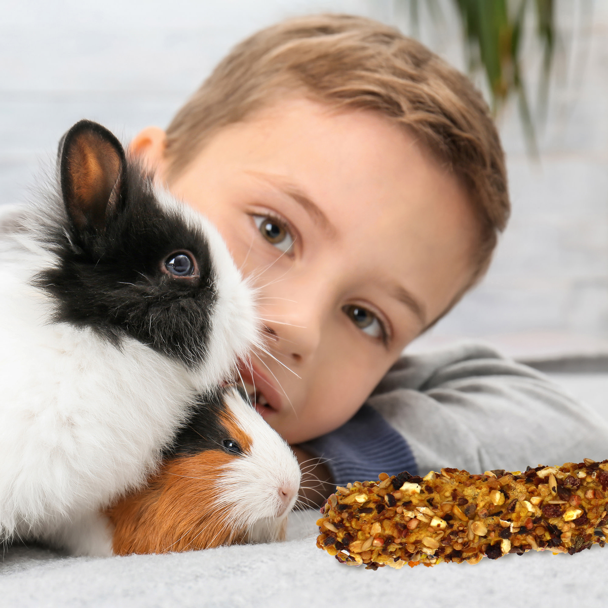 Child watching guinea pigs eat a Vitakraft Crunch Stick
