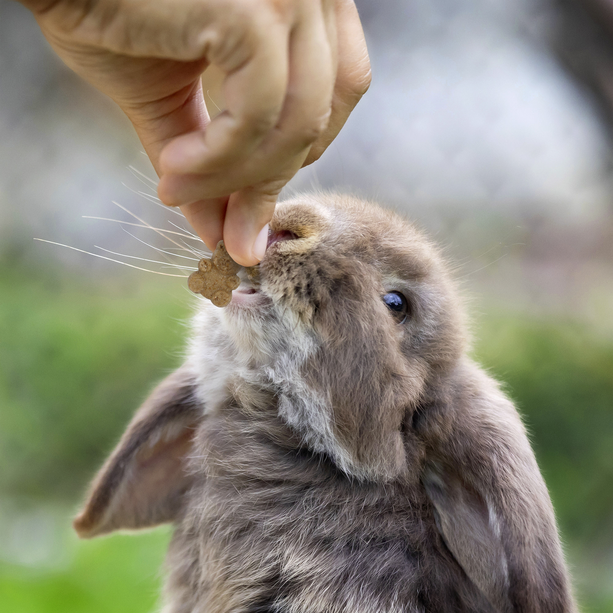 Hand feeding a Vitakraft Crunchy Bears treat to a gray rabbit