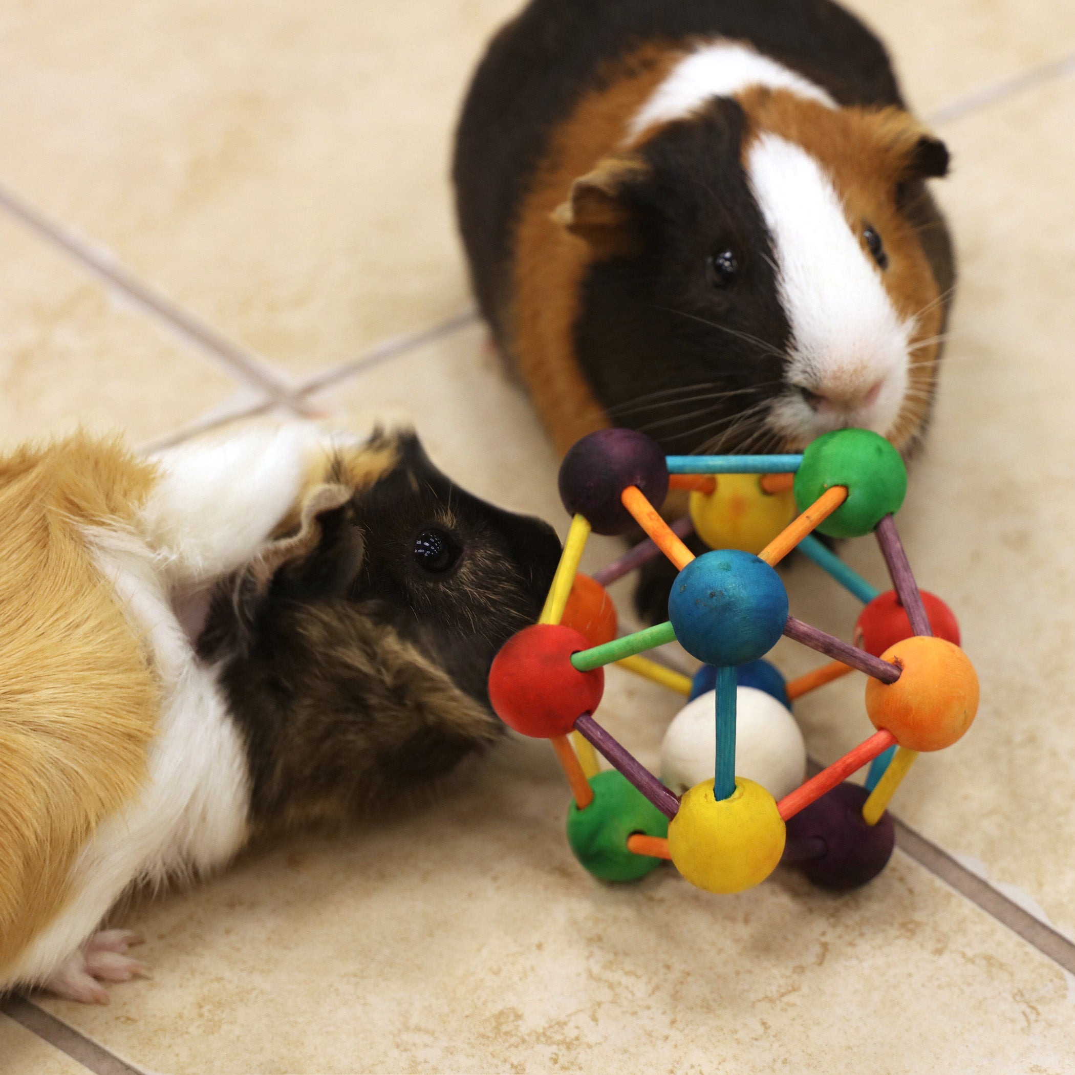 Two guinea pigs playing with the Ware Atomic Ball chew toy