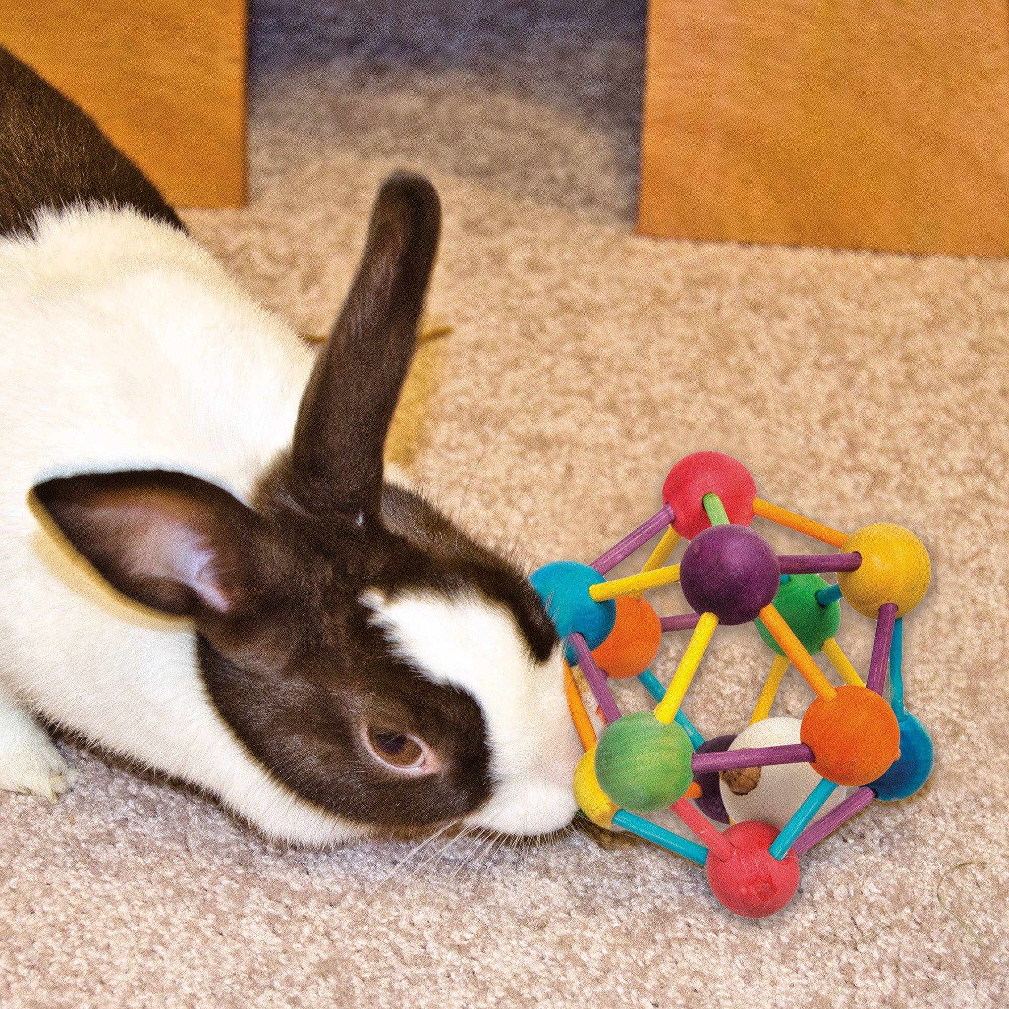 Rabbit sniffing the Ware Atomic Ball wooden chew toy